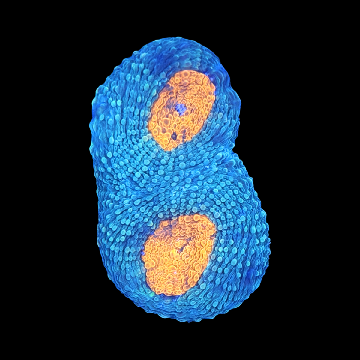 Peach Acan Echinata