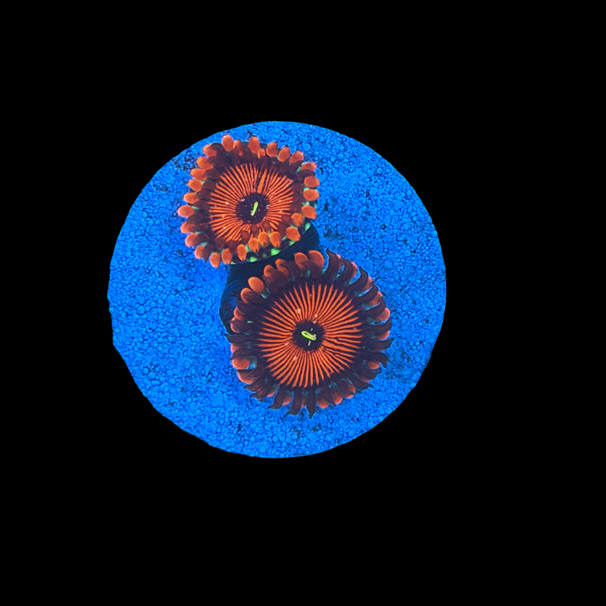 Seduction Zoa large plug
