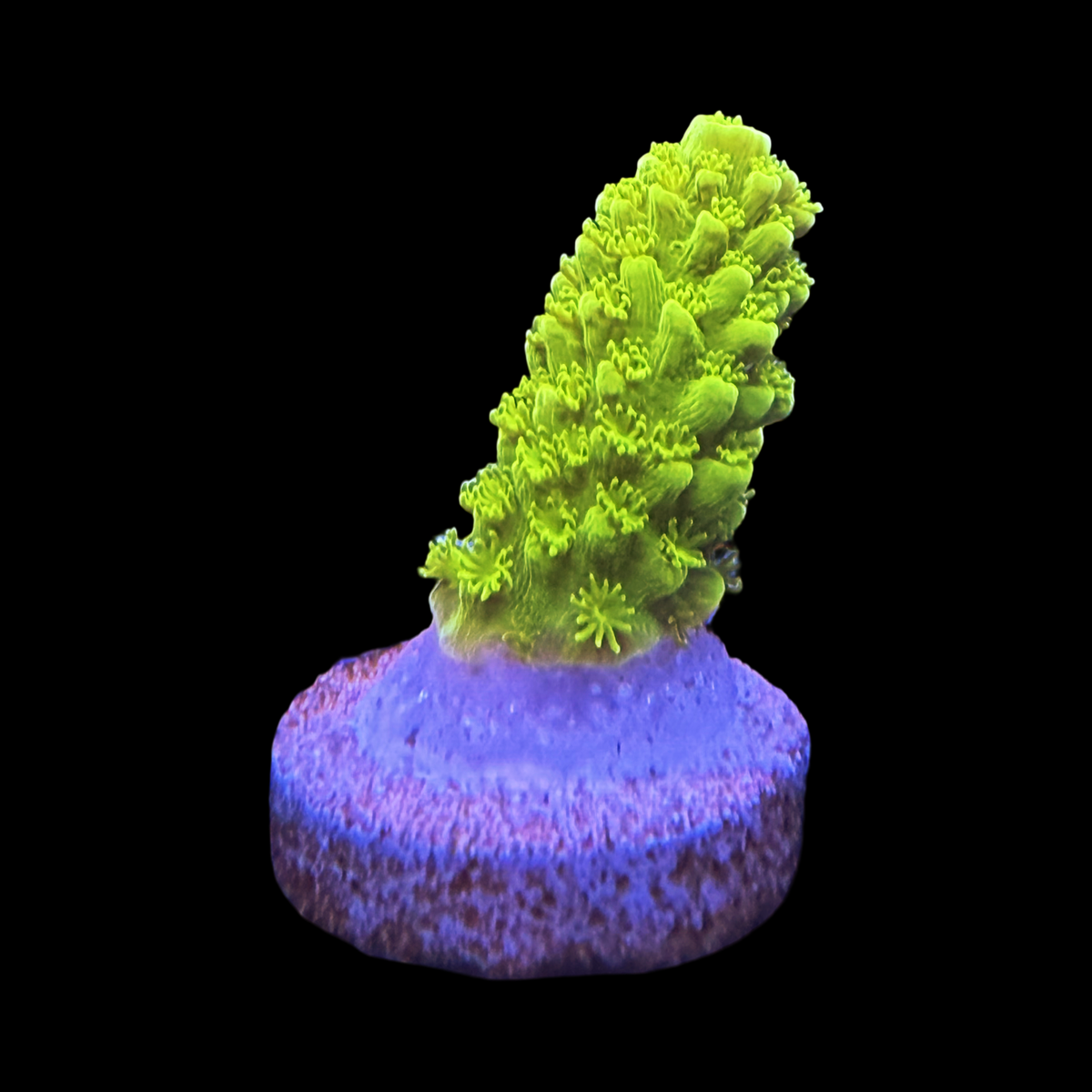 Bali Slimer