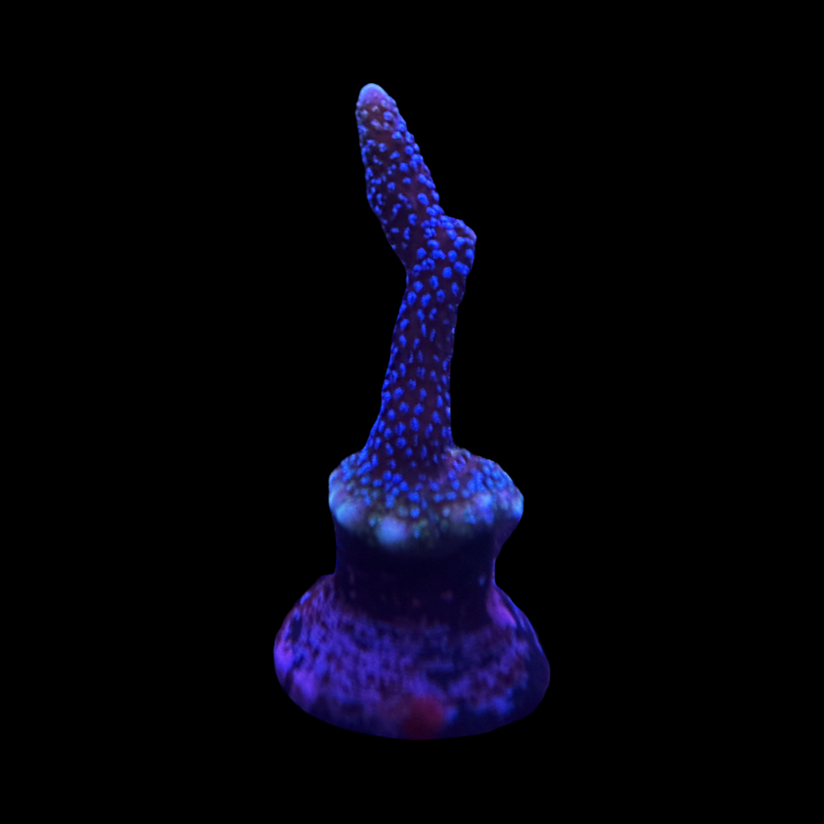 German Blue Digi