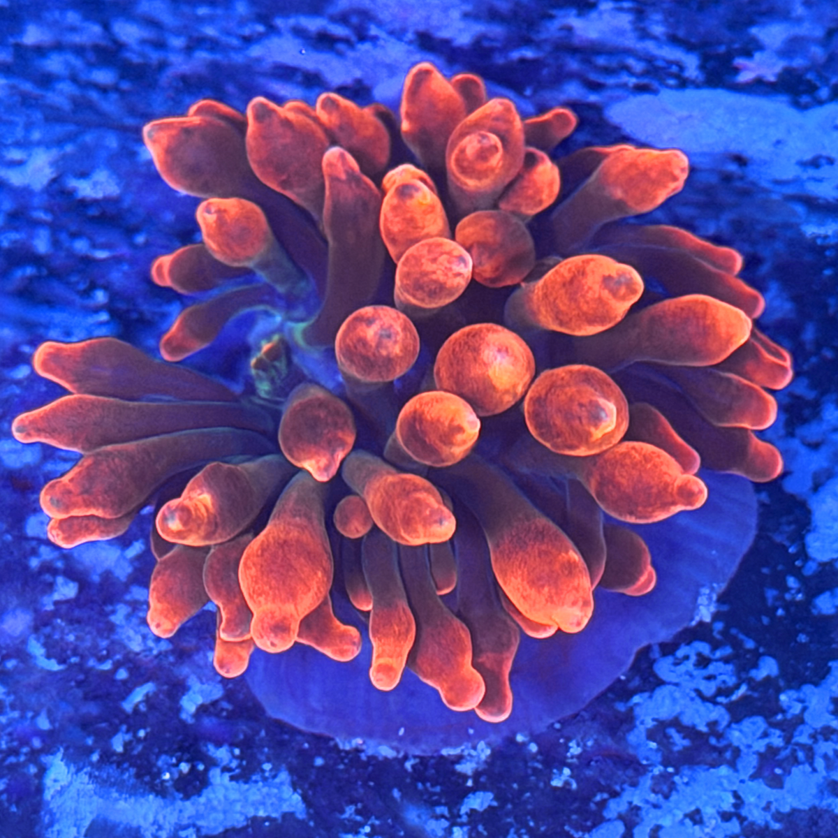 ECC Sherman Bubble Tip Anemone