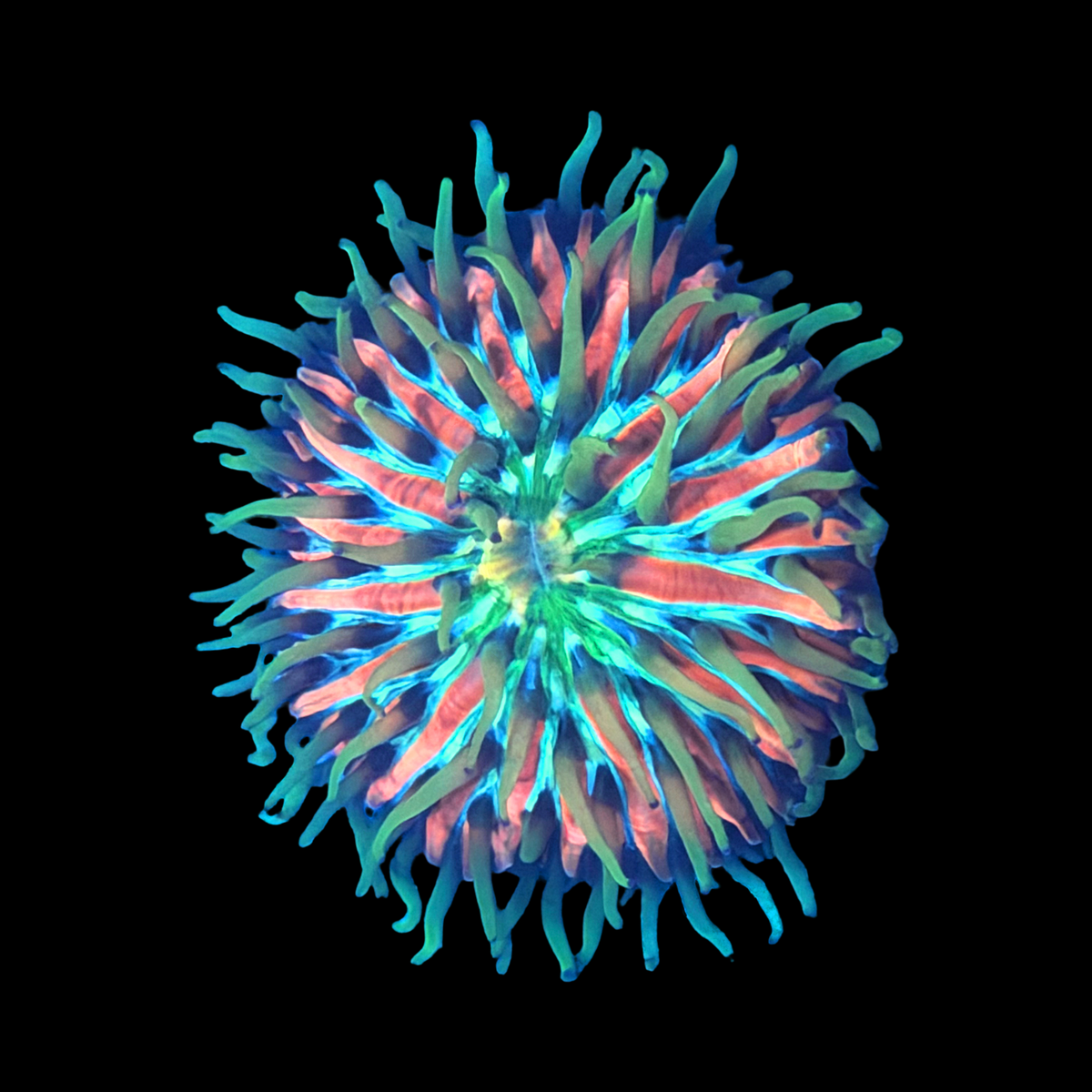 Stargazer Fungia