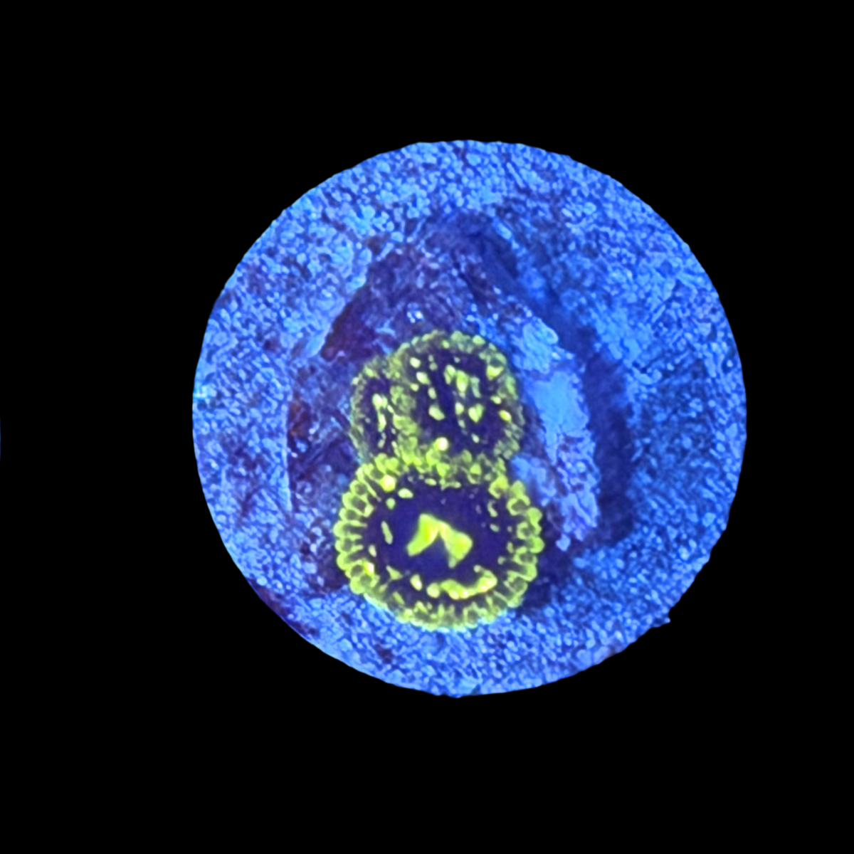 Exosphere Zoa