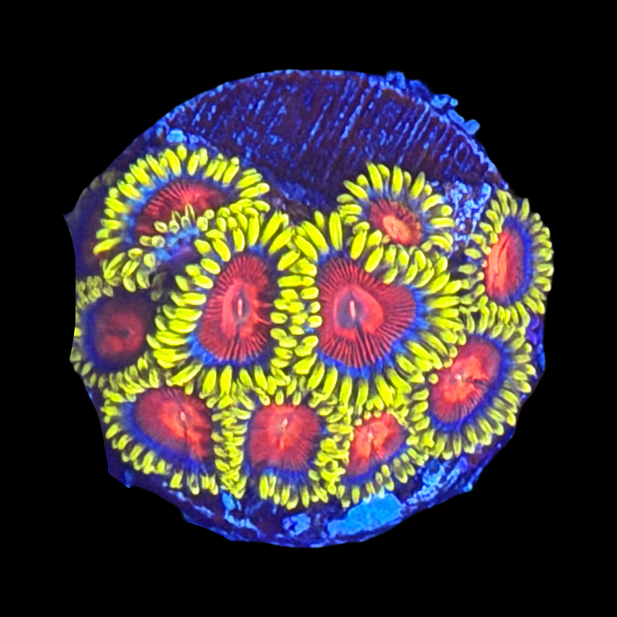Spitfire Zoa