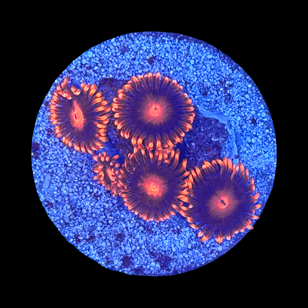 Bam Bam Zoa