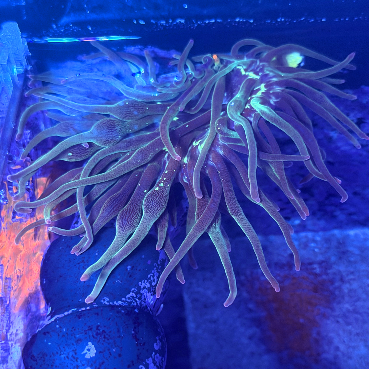 ECC Nexus Burst Bubble Tip Anemone