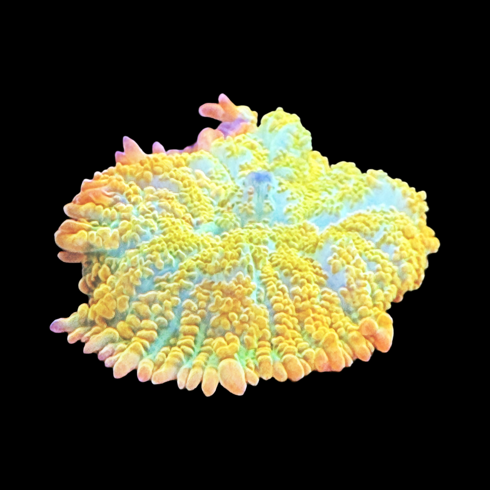 Golden Rush Rhodactis Mushroom