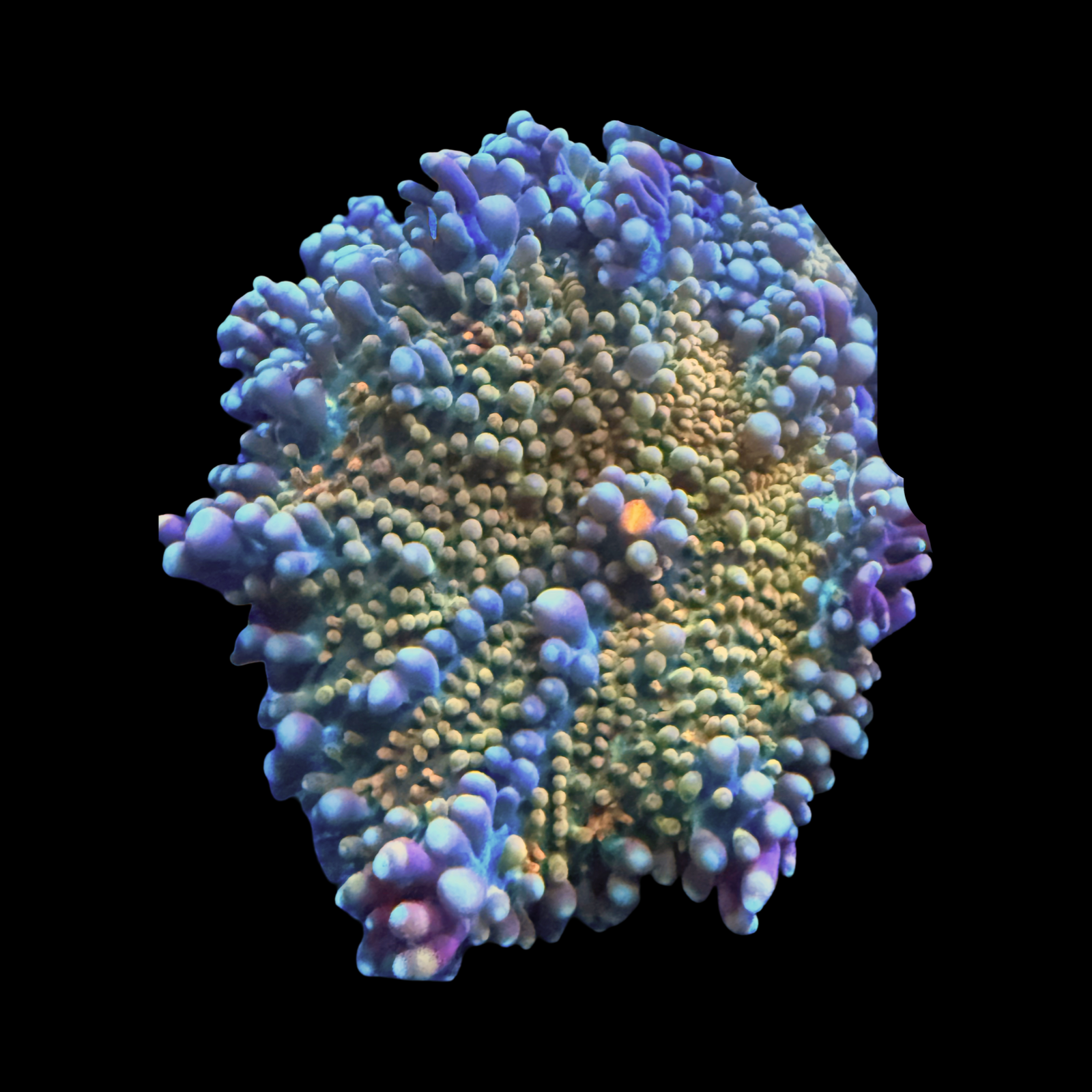 Purple Rainbow Mushroom