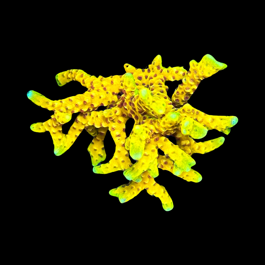 RRC Goldenrod Mini Colony