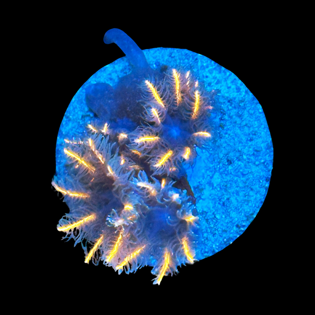 TSA Candy Corn Clove Polyp