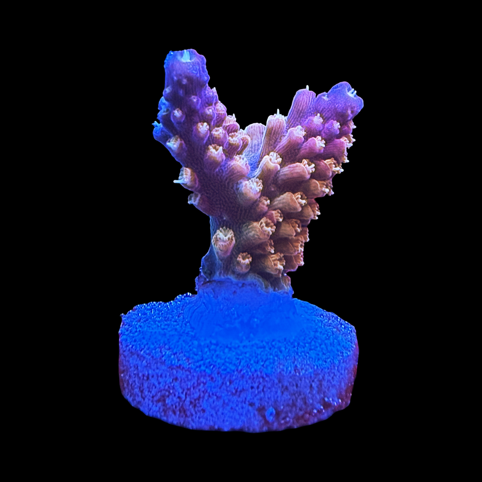 CC Grafted Banana Hammock