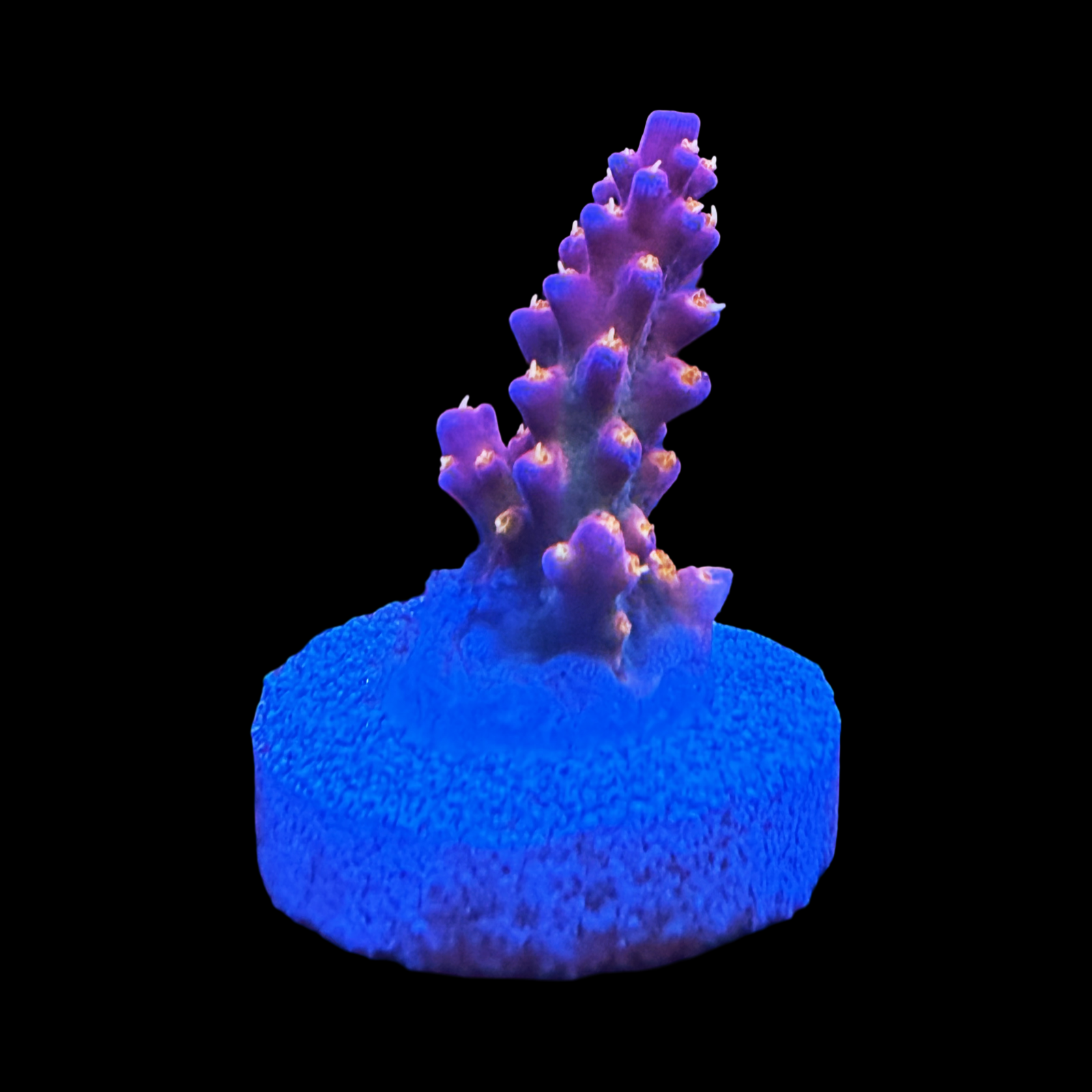 Tyree Merlin's Staff small