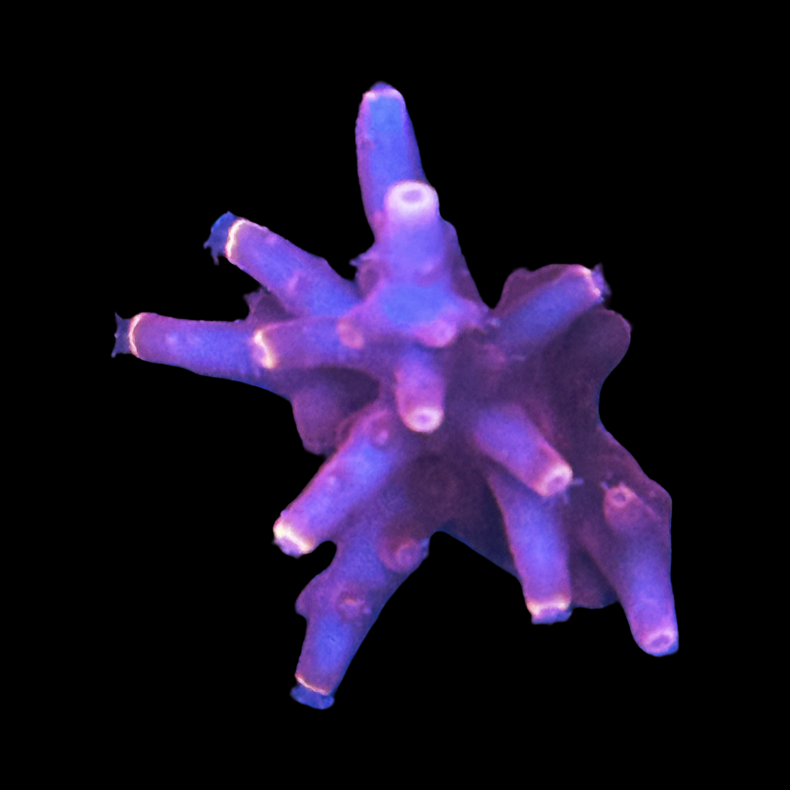 TSA Fire Dragon XL On A Large Plug