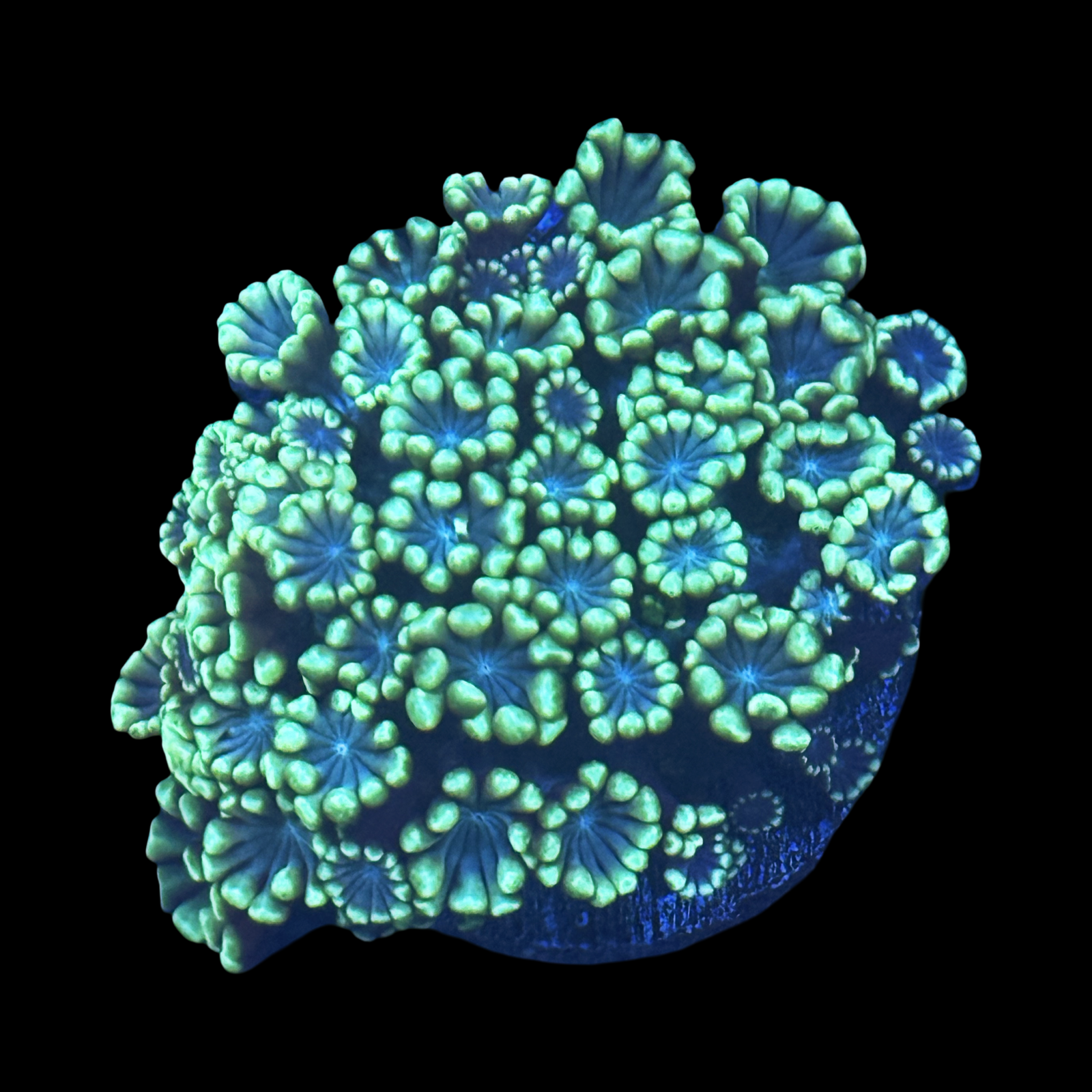 Neon Alveopora XL