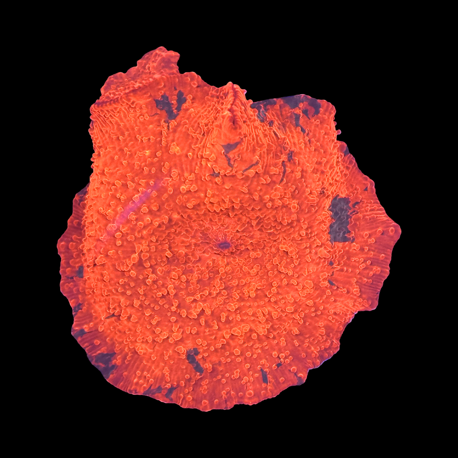 Candy Crush Jawbreaker Mushroom XL