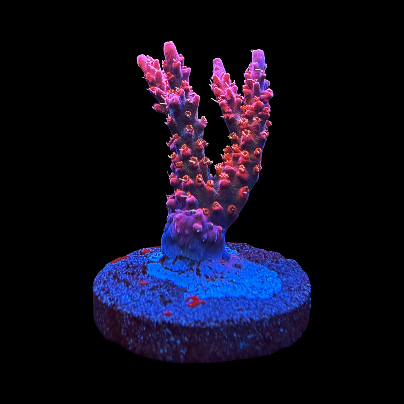 Vivid Confetti XL large plug