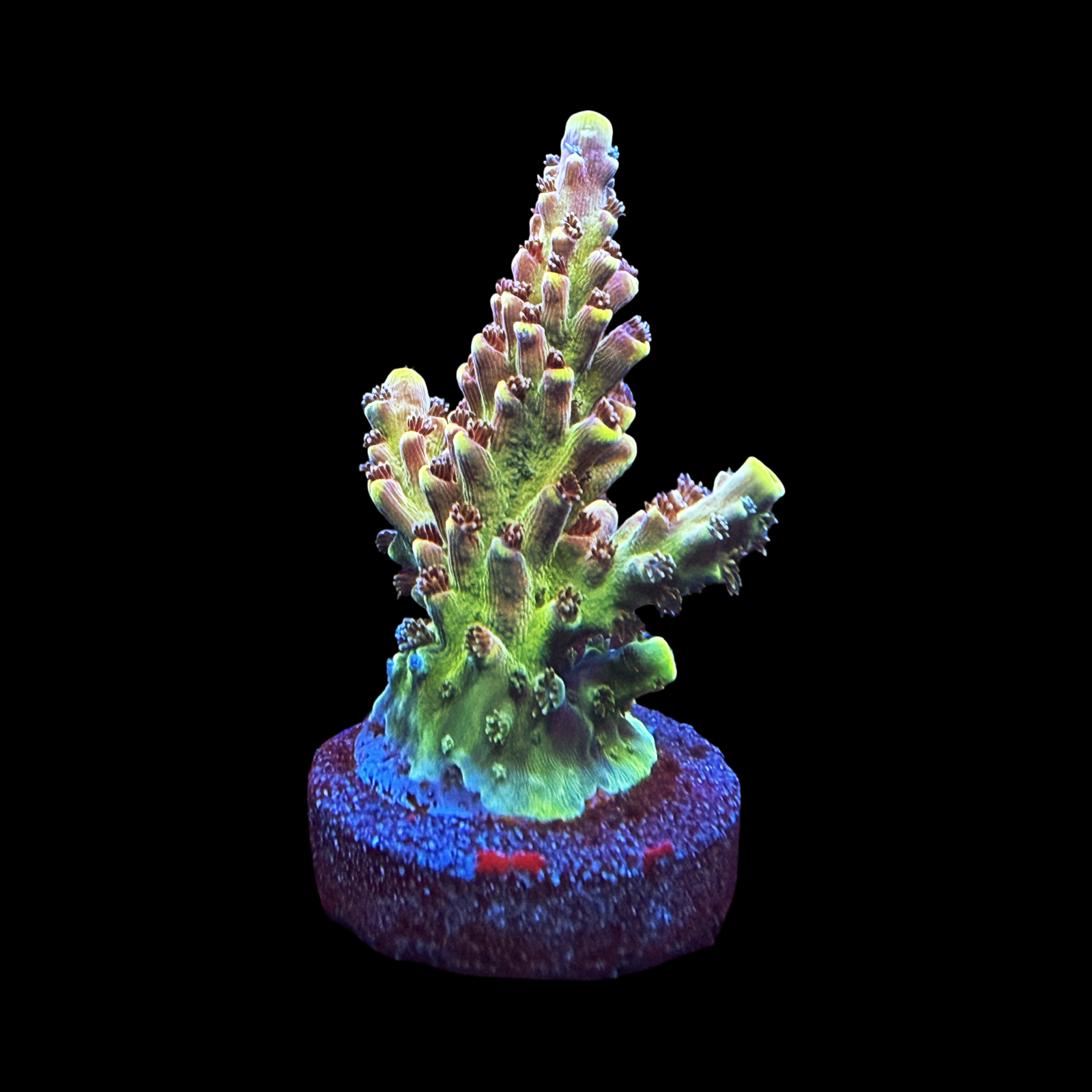 RR Bleeding Avengers