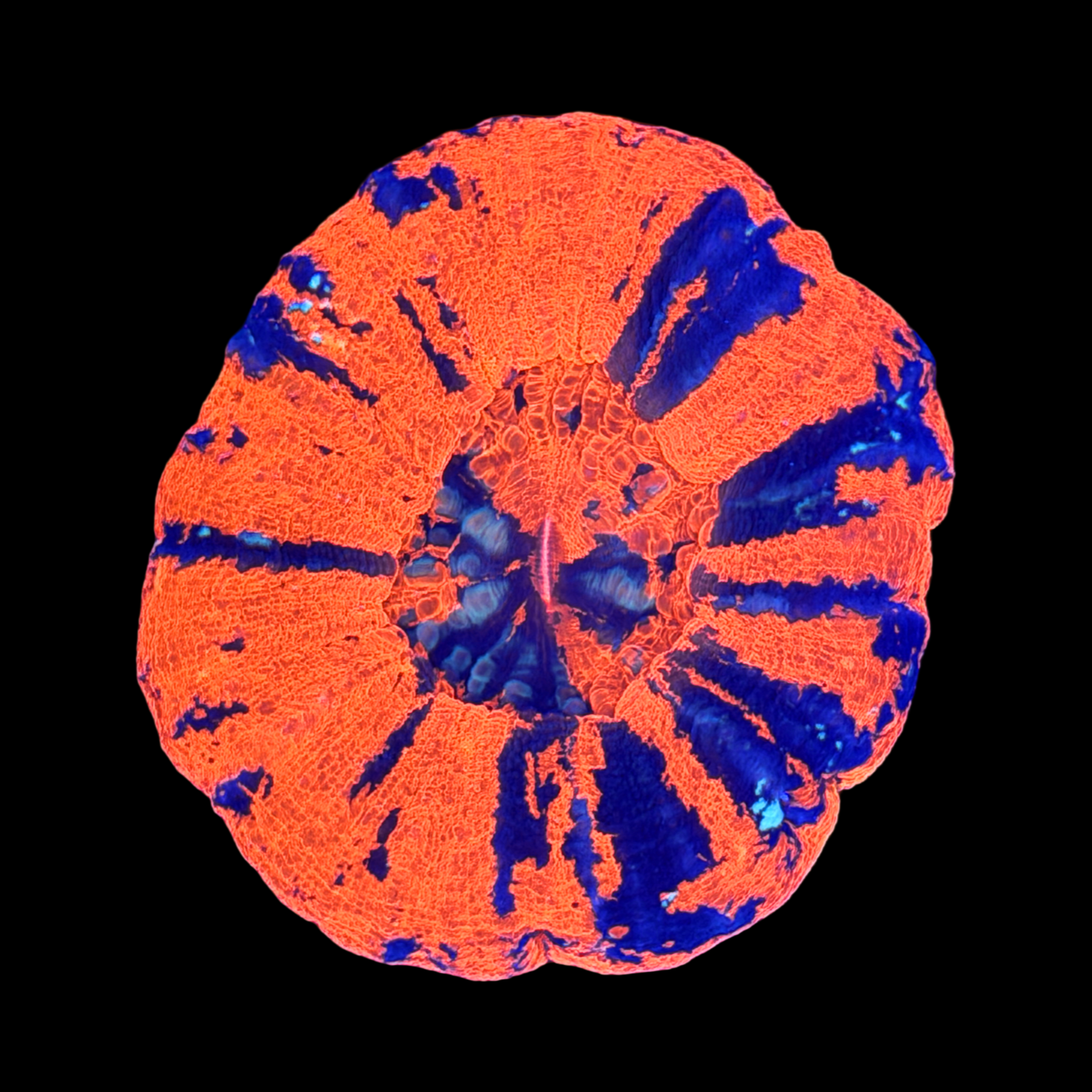 Ultra Aussie War Paint Scolymia XL