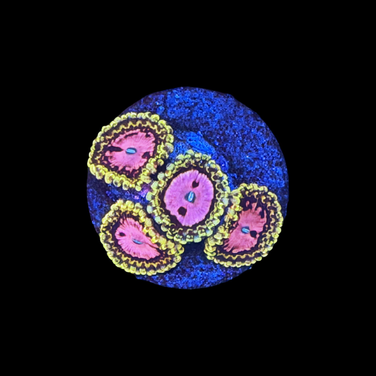 Pink Diamond zoa 4 polyps