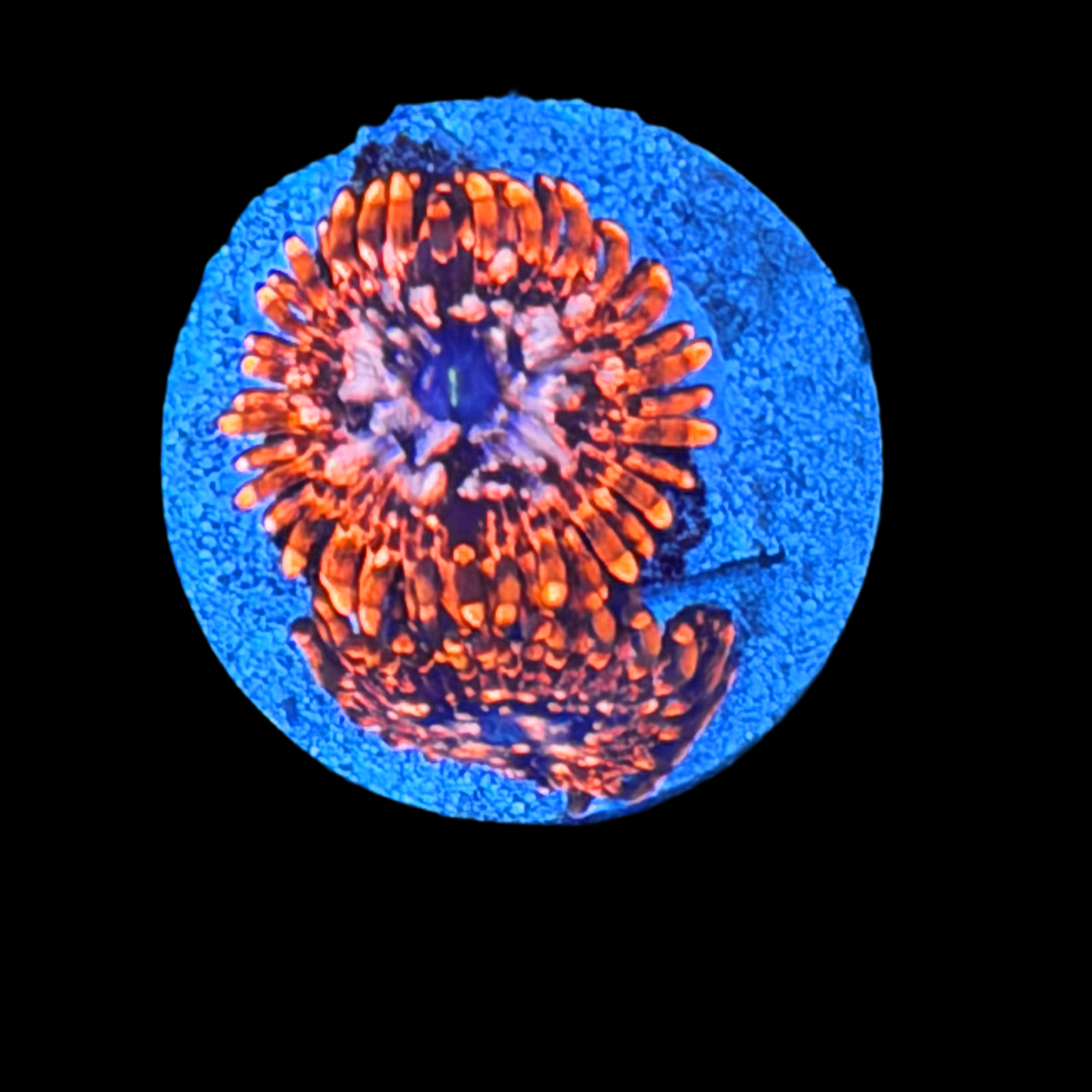 Utter Chaos Zoa