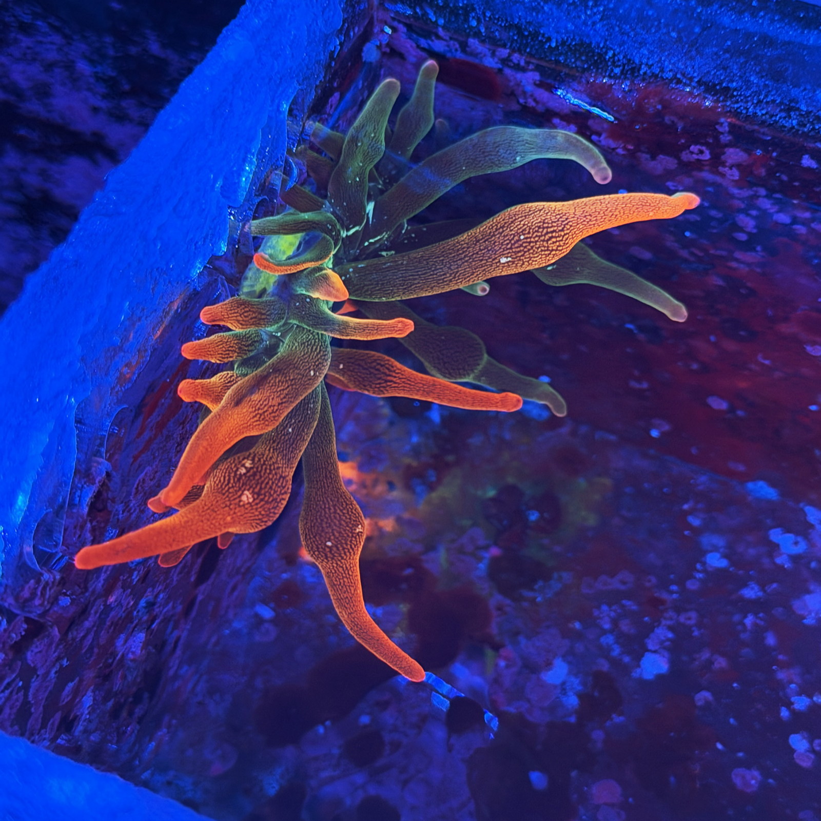 ECC Nexus Burst Bubble Tip Anemone