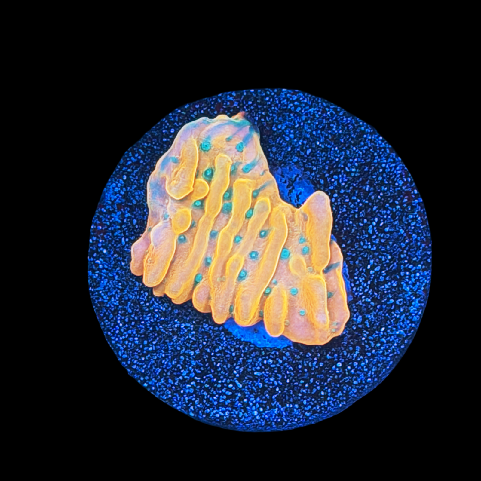 JF Vino Monti Large Plug