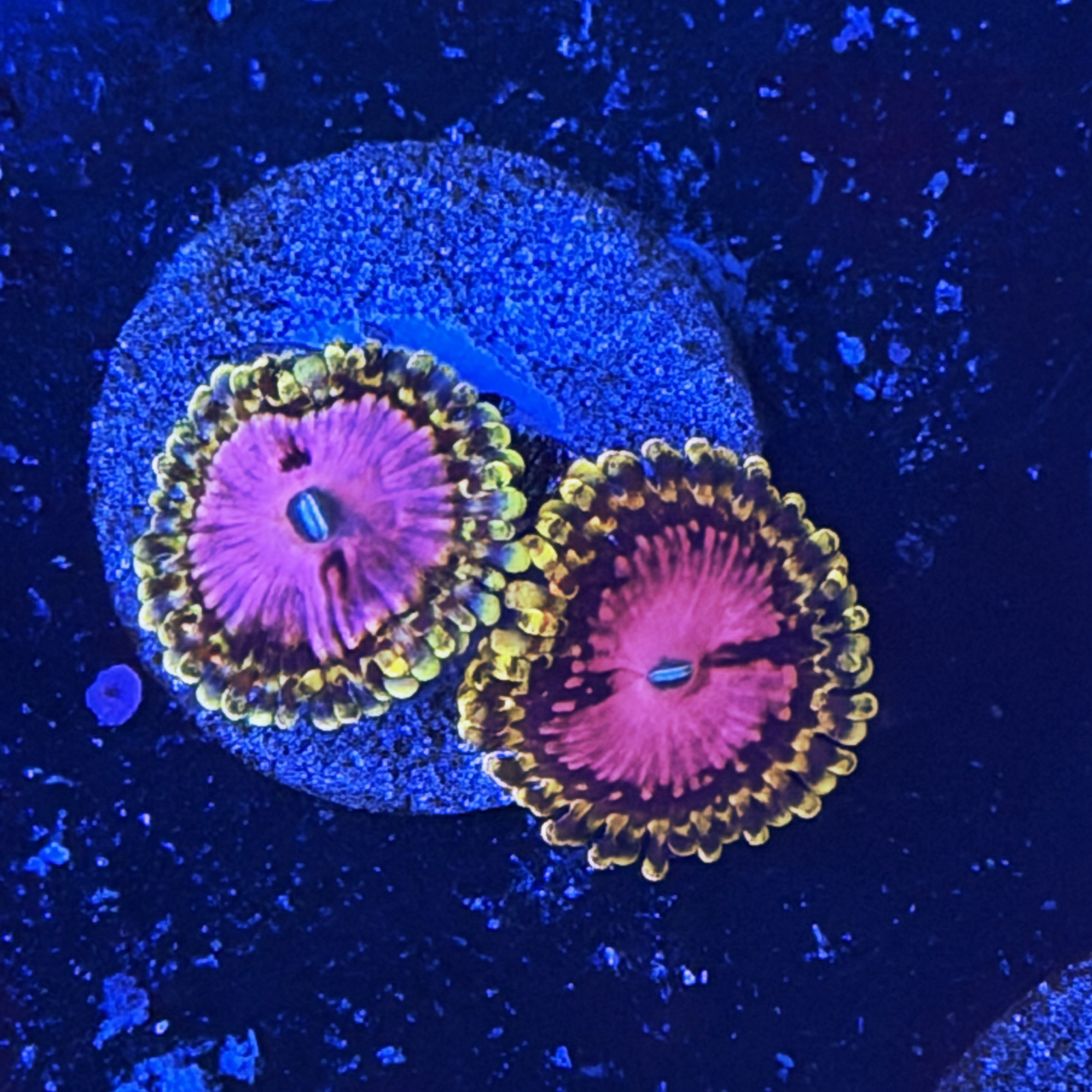 Pink Diamond zoa