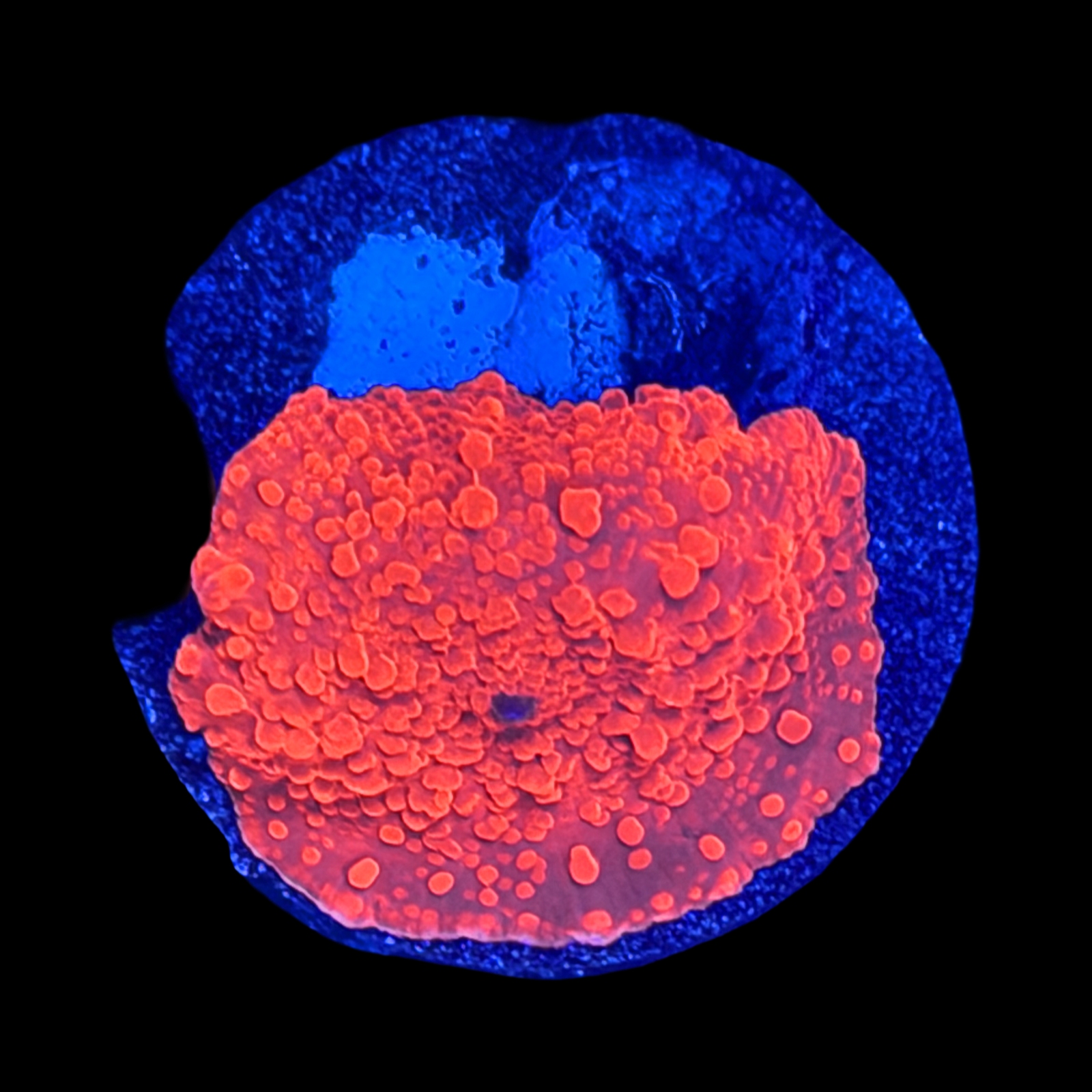 Red Jawbreaker Mushroom