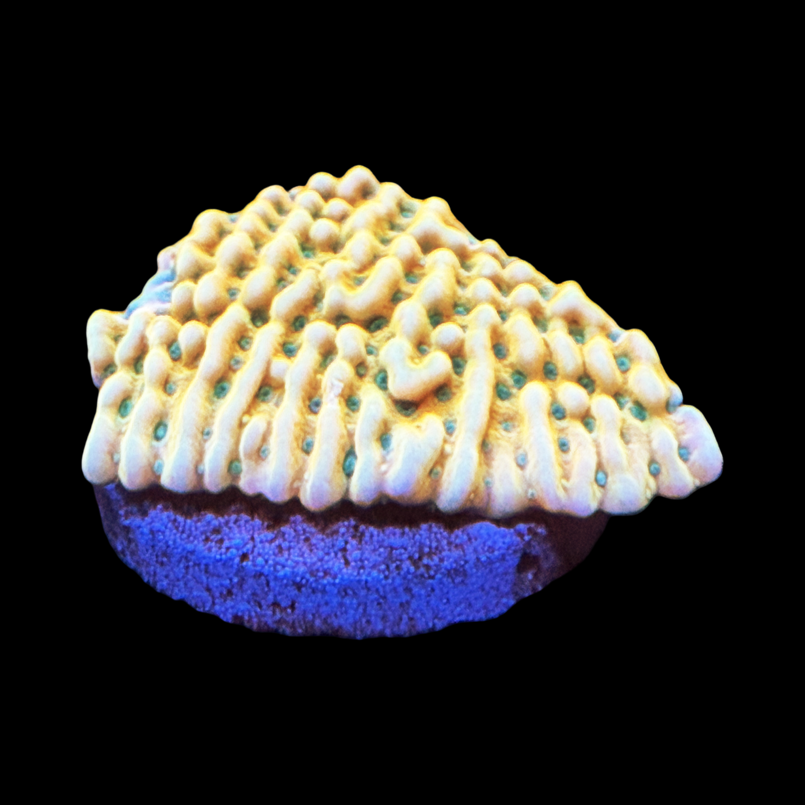 TSA Midori Sunrise Monti XL