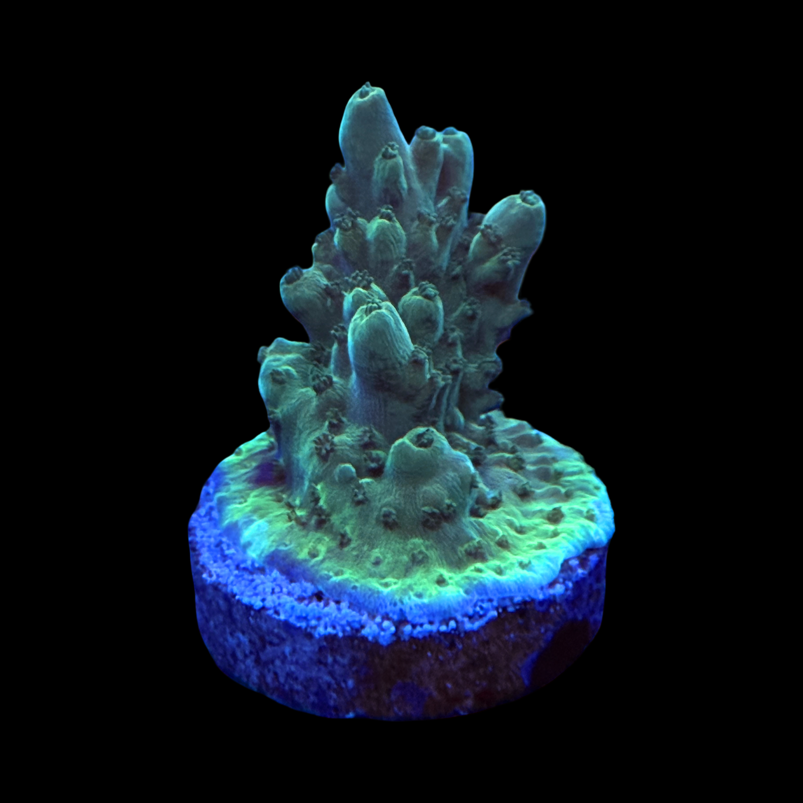 Greg C Ultimate Efflo