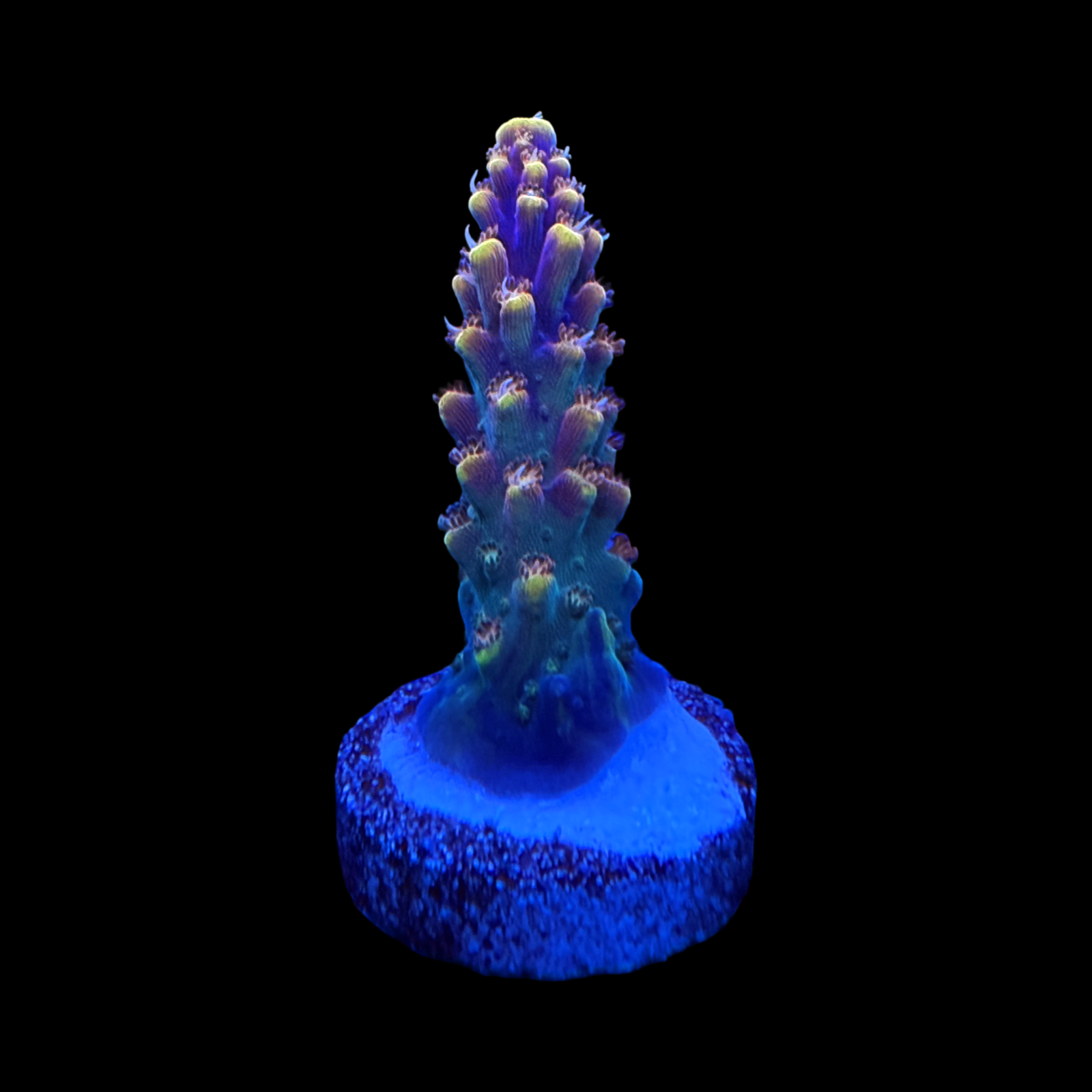 BC Bubble Bath Unicorn