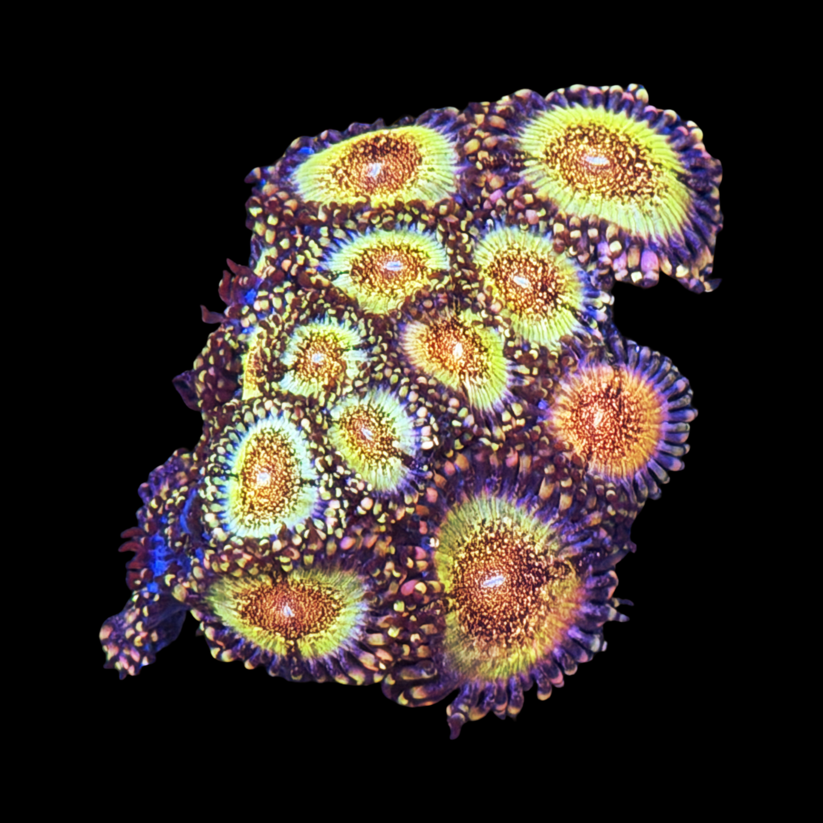 HR Death Stars Zoa Colony