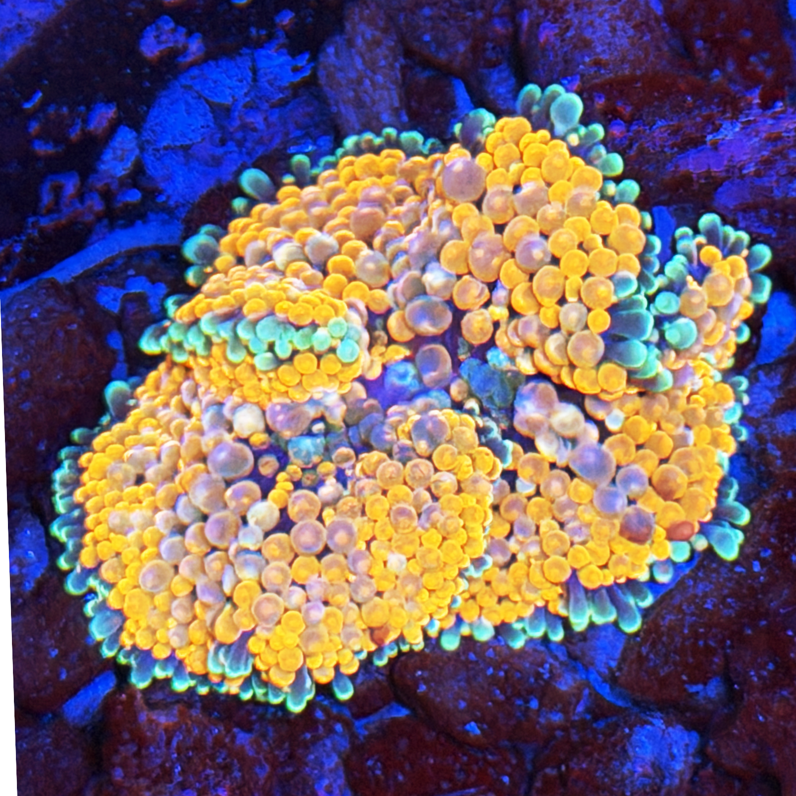 ECC Rambler Ricordea XL