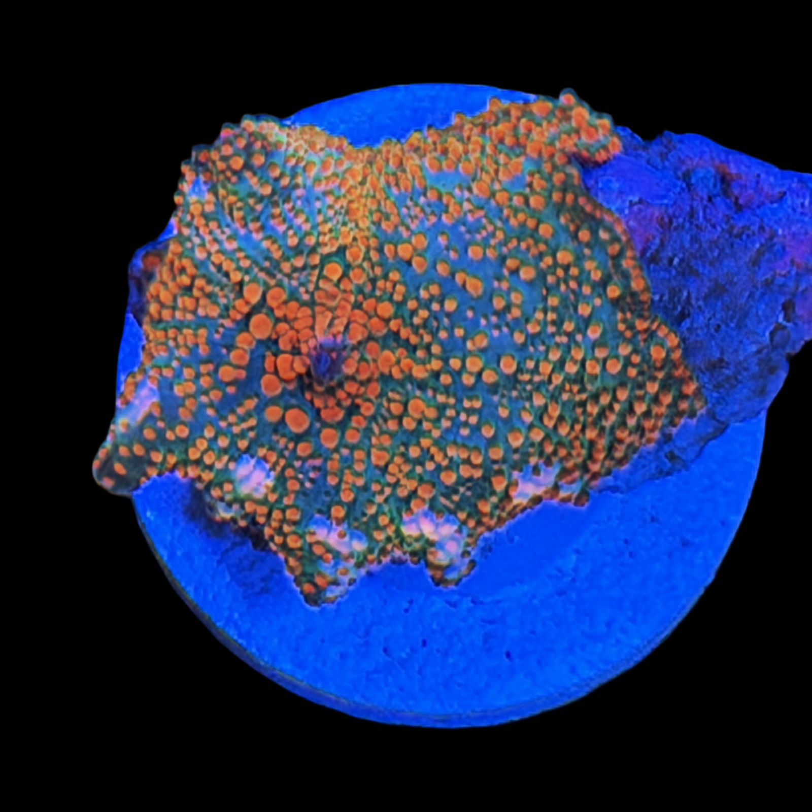 WR Neptune’s Fire Garden Mushroom