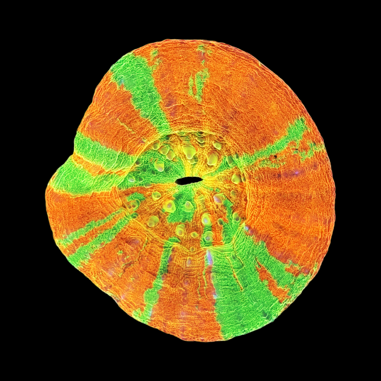 Ultra Aussie Reverse Bleeding Apple Scolymia Show Piece