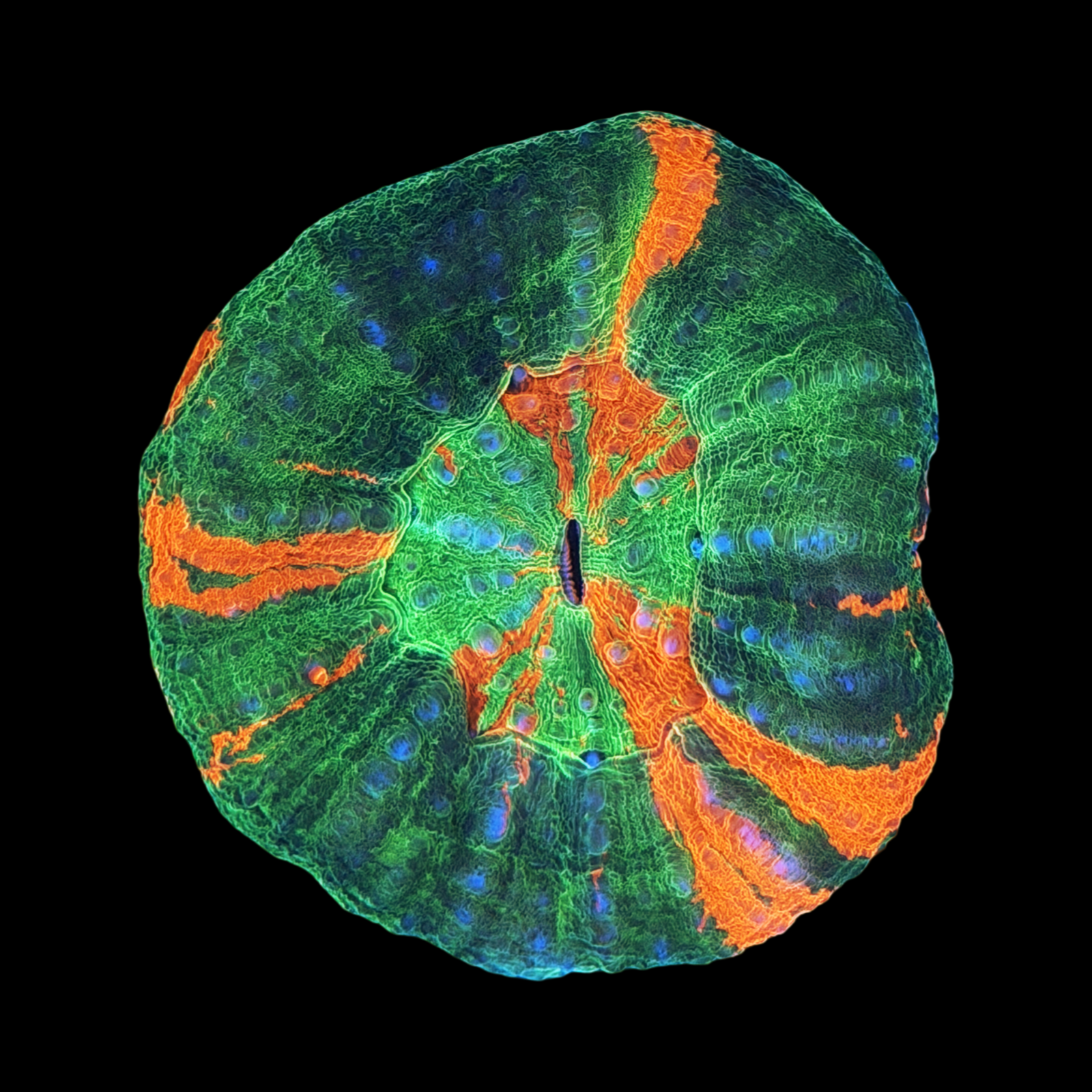 Ultra Aussie Bleeding Apple Scolymia