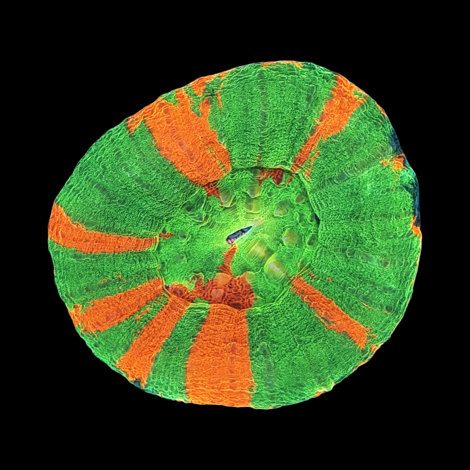 Ultra Aussie Bleeding Apple Scolymia