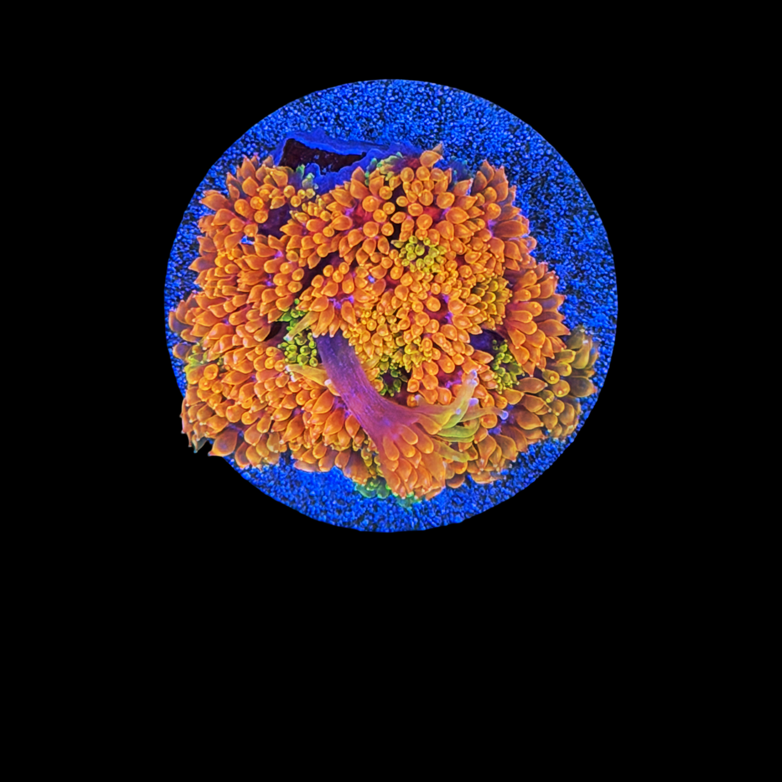 TSA Laffy Taffy Goni XL on a Large Plug