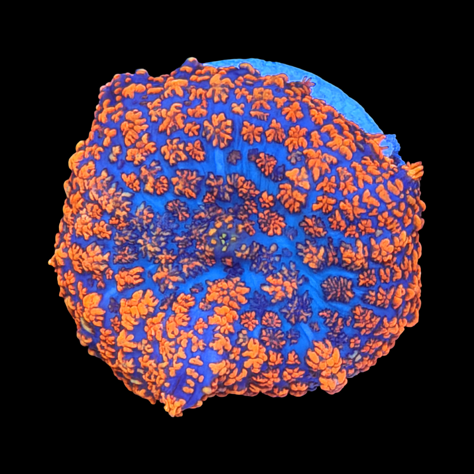 Firestorm Rhodactis Mushroom