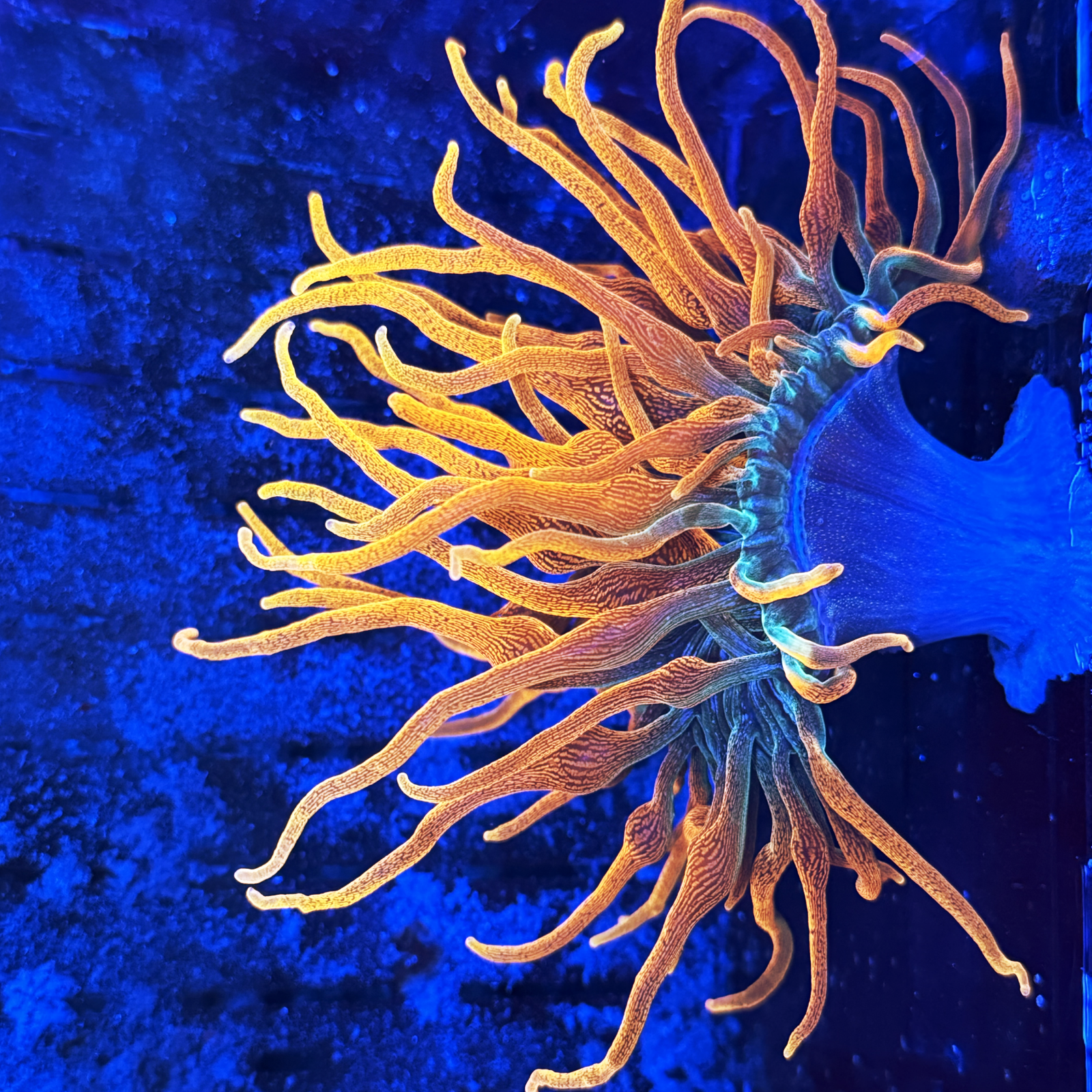 Colorado Sunburst Bubble Tip Anemone