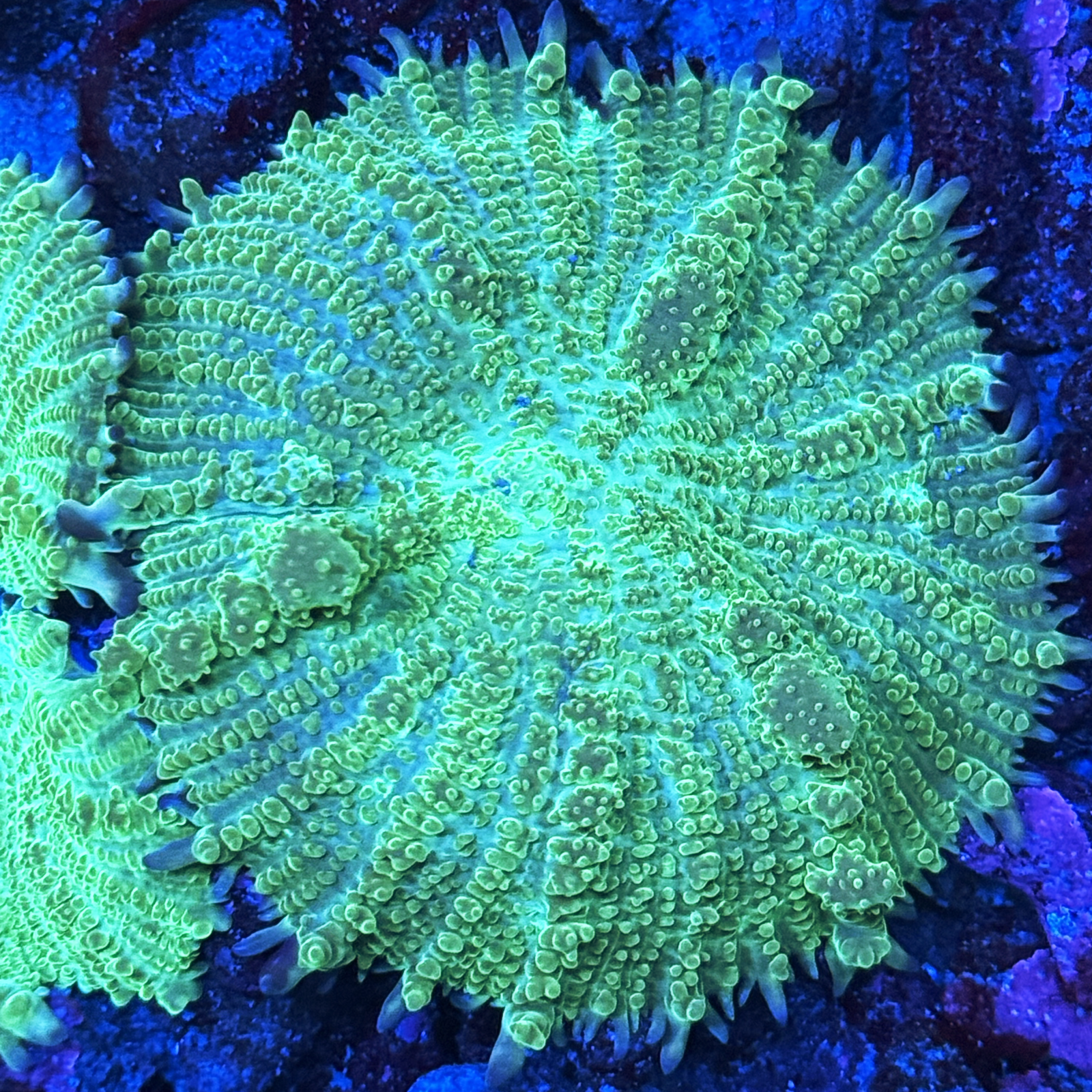 Hulk Bounce Mushroom