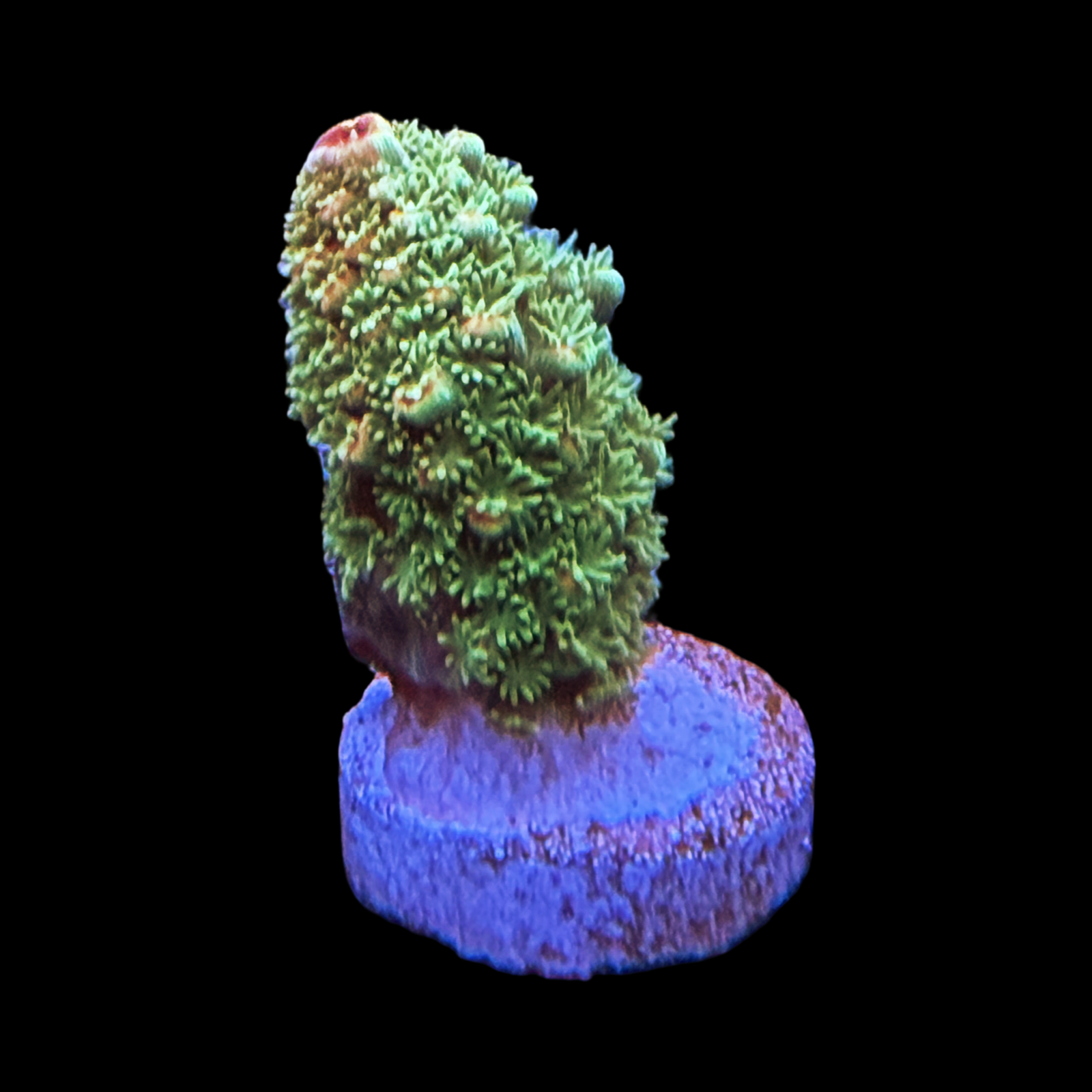 BC Red Hot Hat Digit