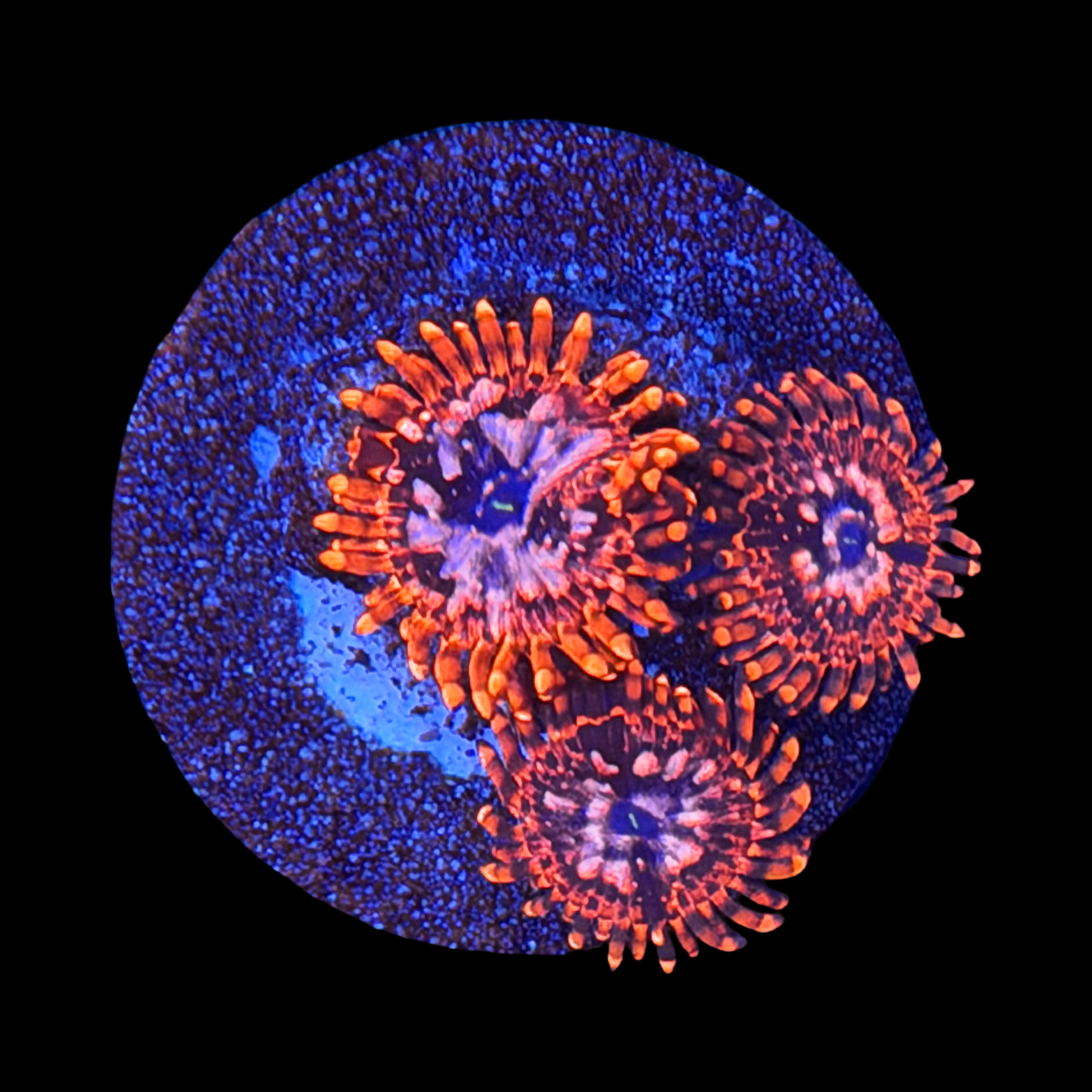 Utter Chaos Zoa