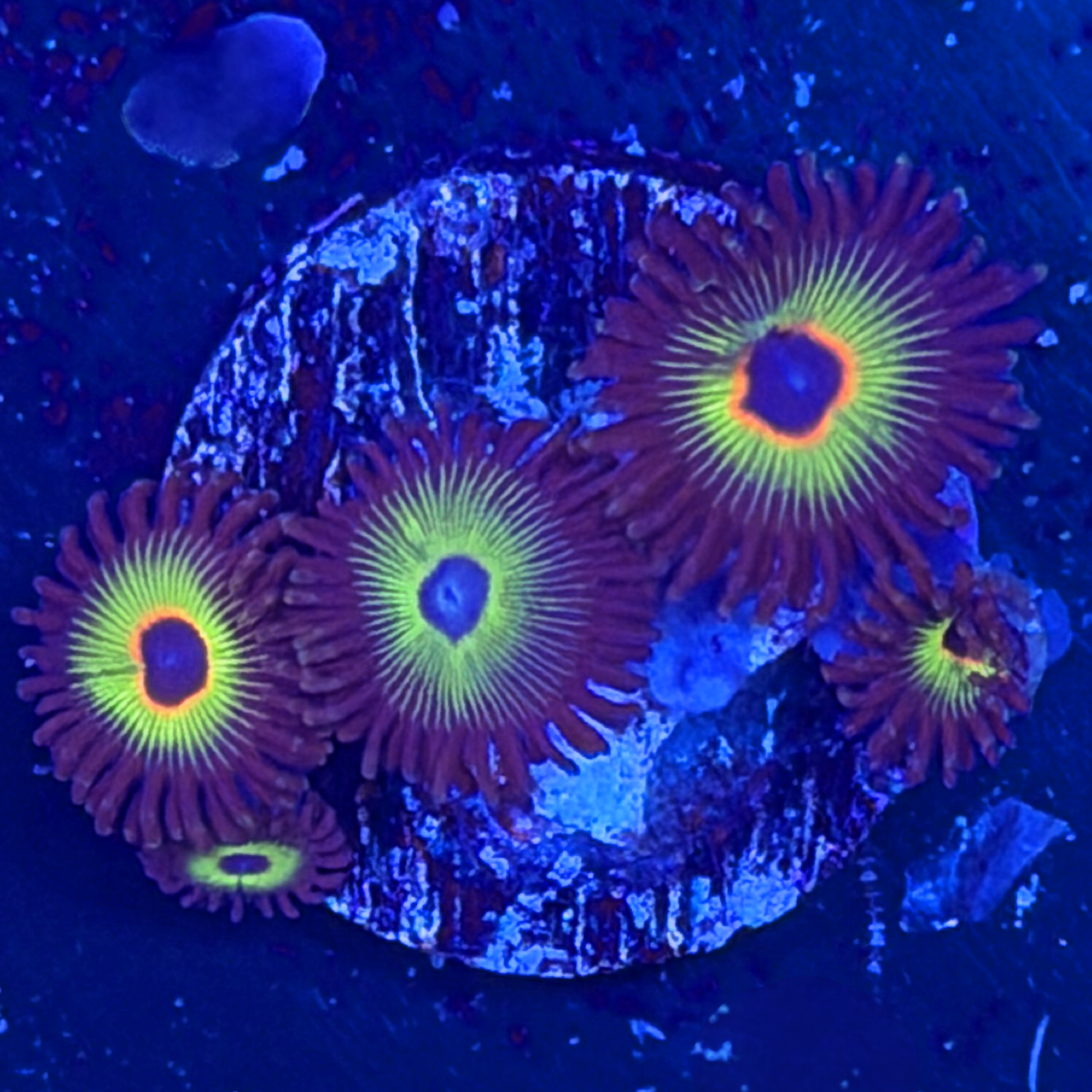 WWC Bob Marley Zoa