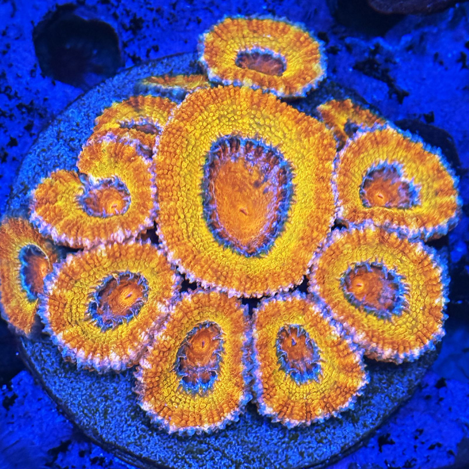ECC Rainbow Inferno Acan Colony
