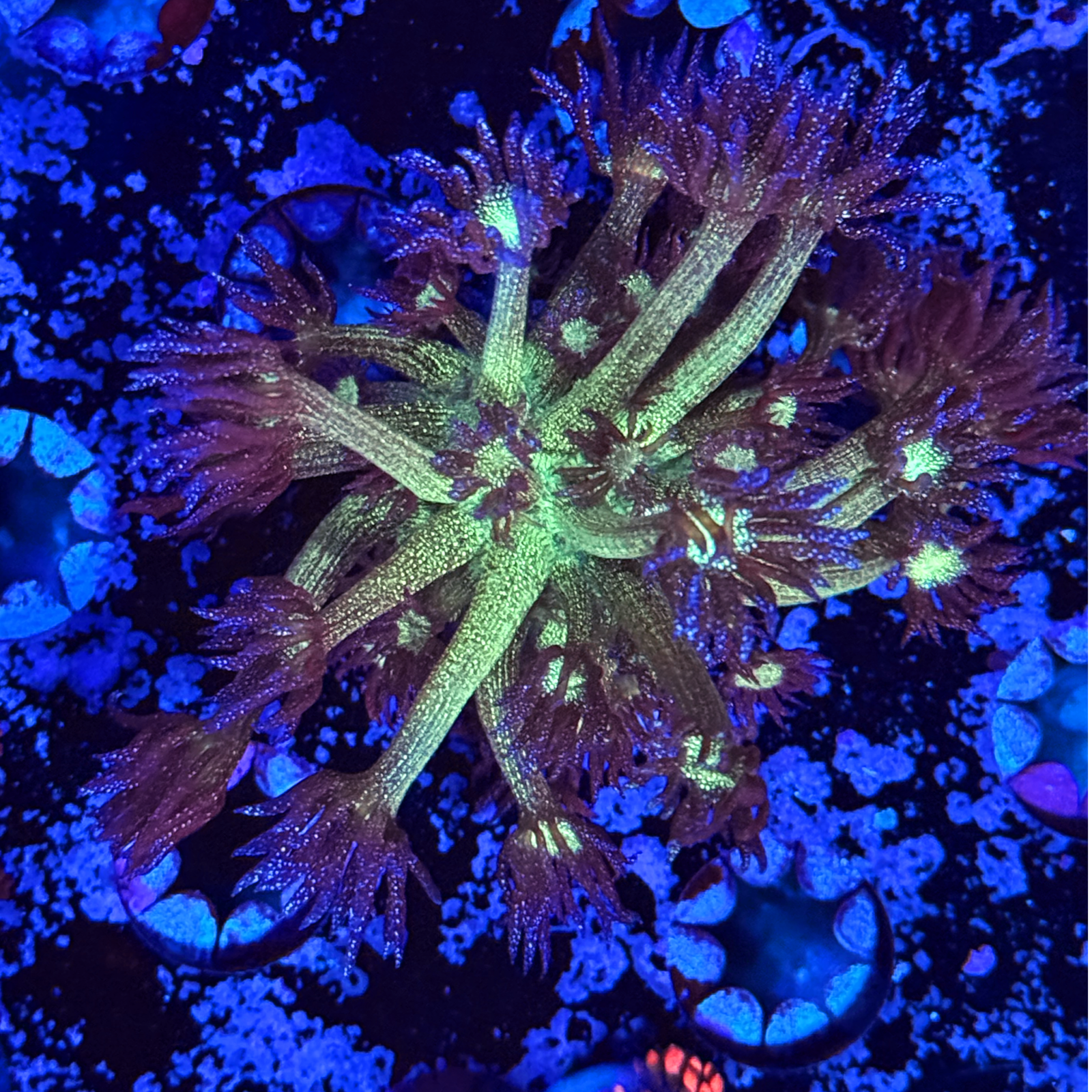 Glitter Bomb Goni XL