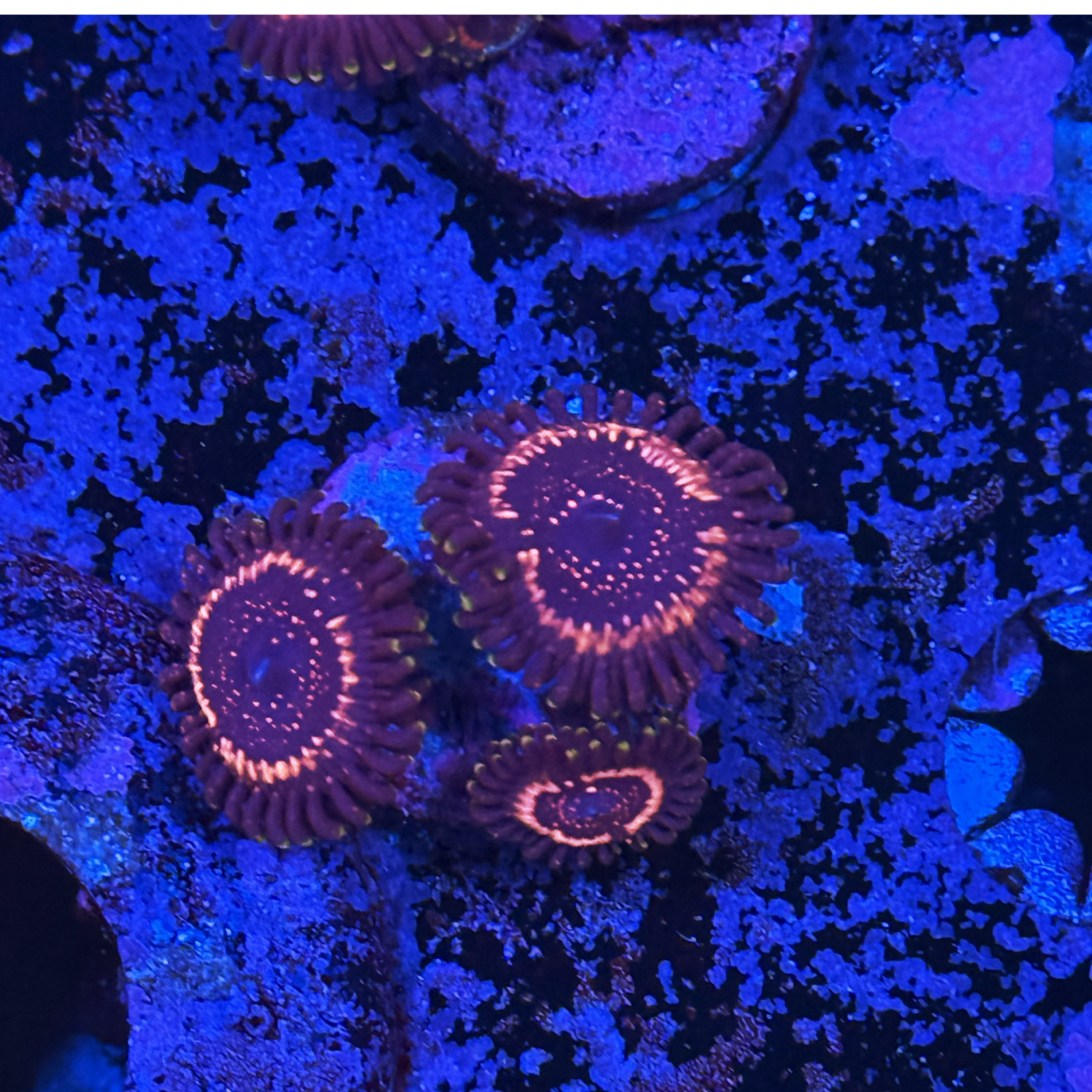 WWC Taser Zoa