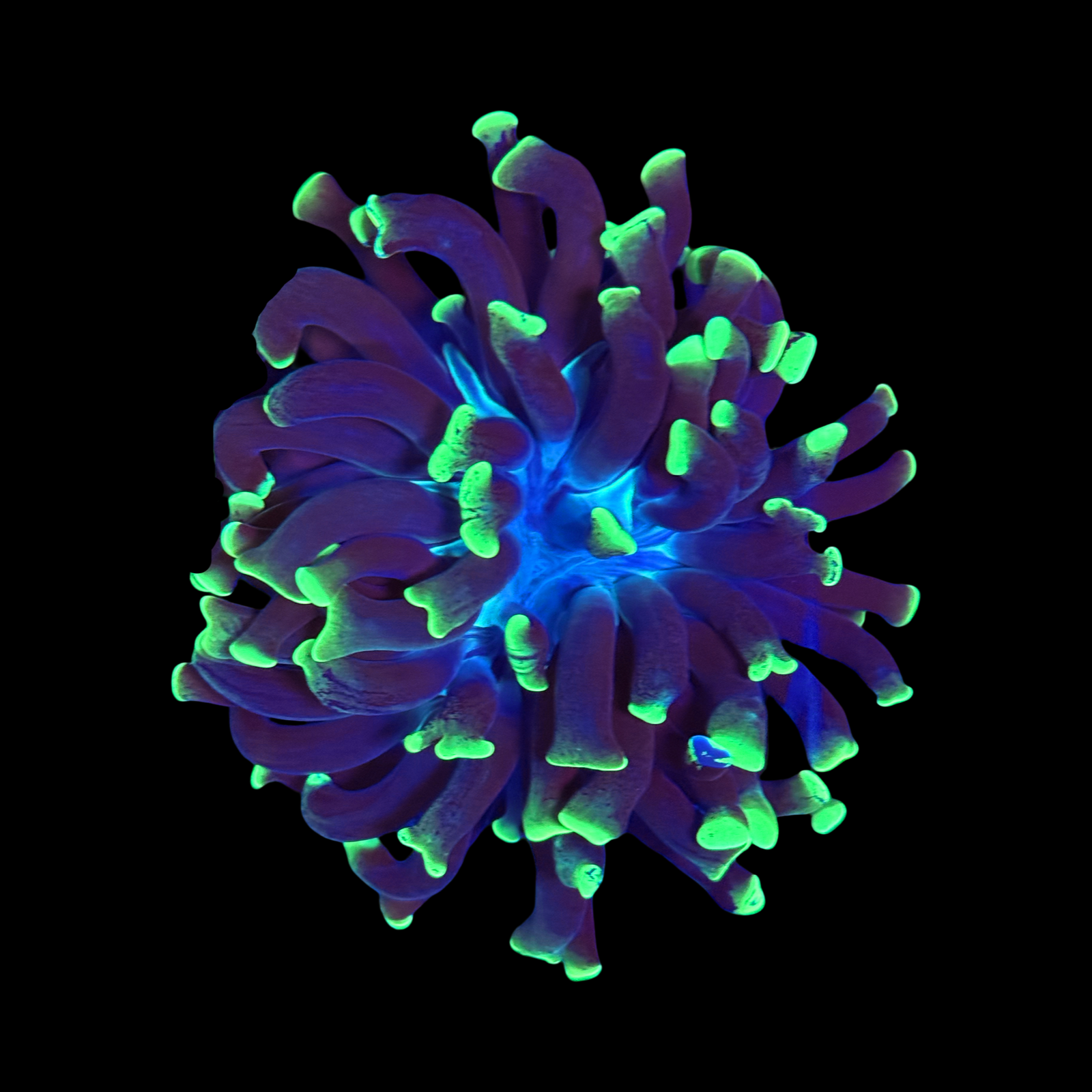 Ultra Aussie Branching Hammer