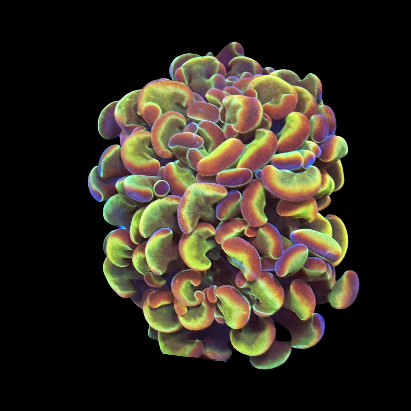 Ultra Hologram Branching Hammer 2 Heads