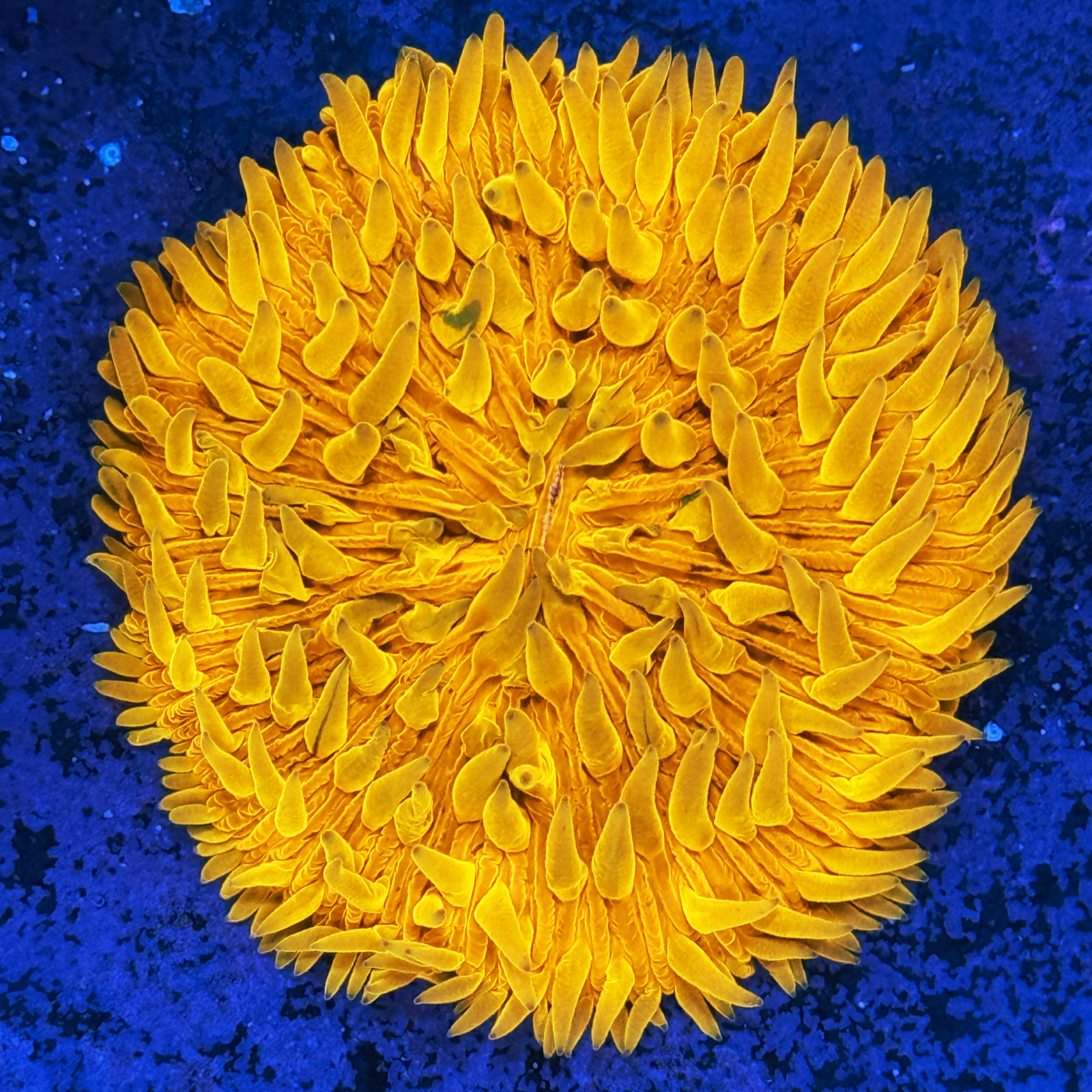 Orange Flame Fungia XL